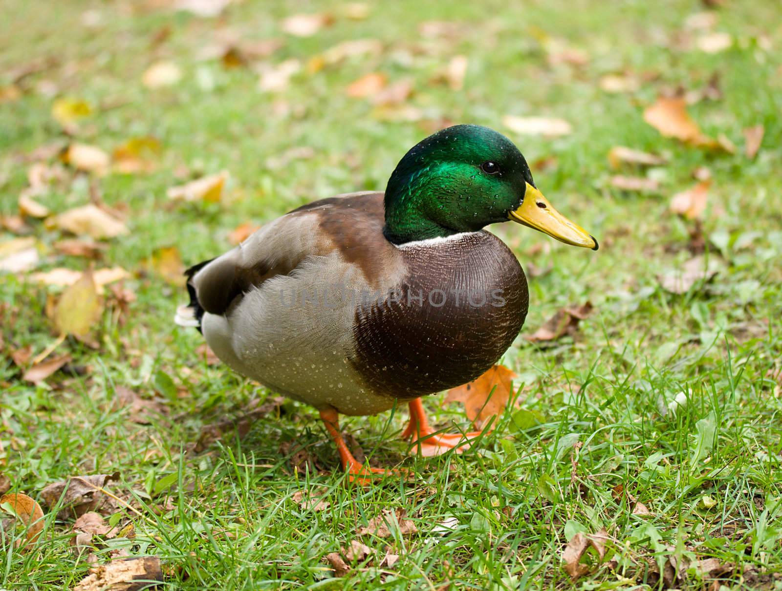 close-up wild duck standing on green grass