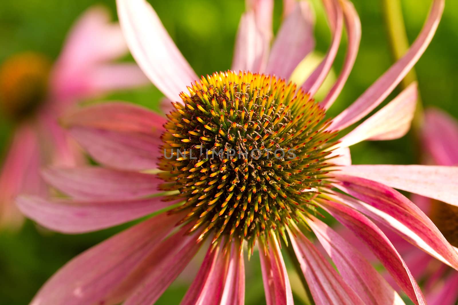 echinacea flower against green background