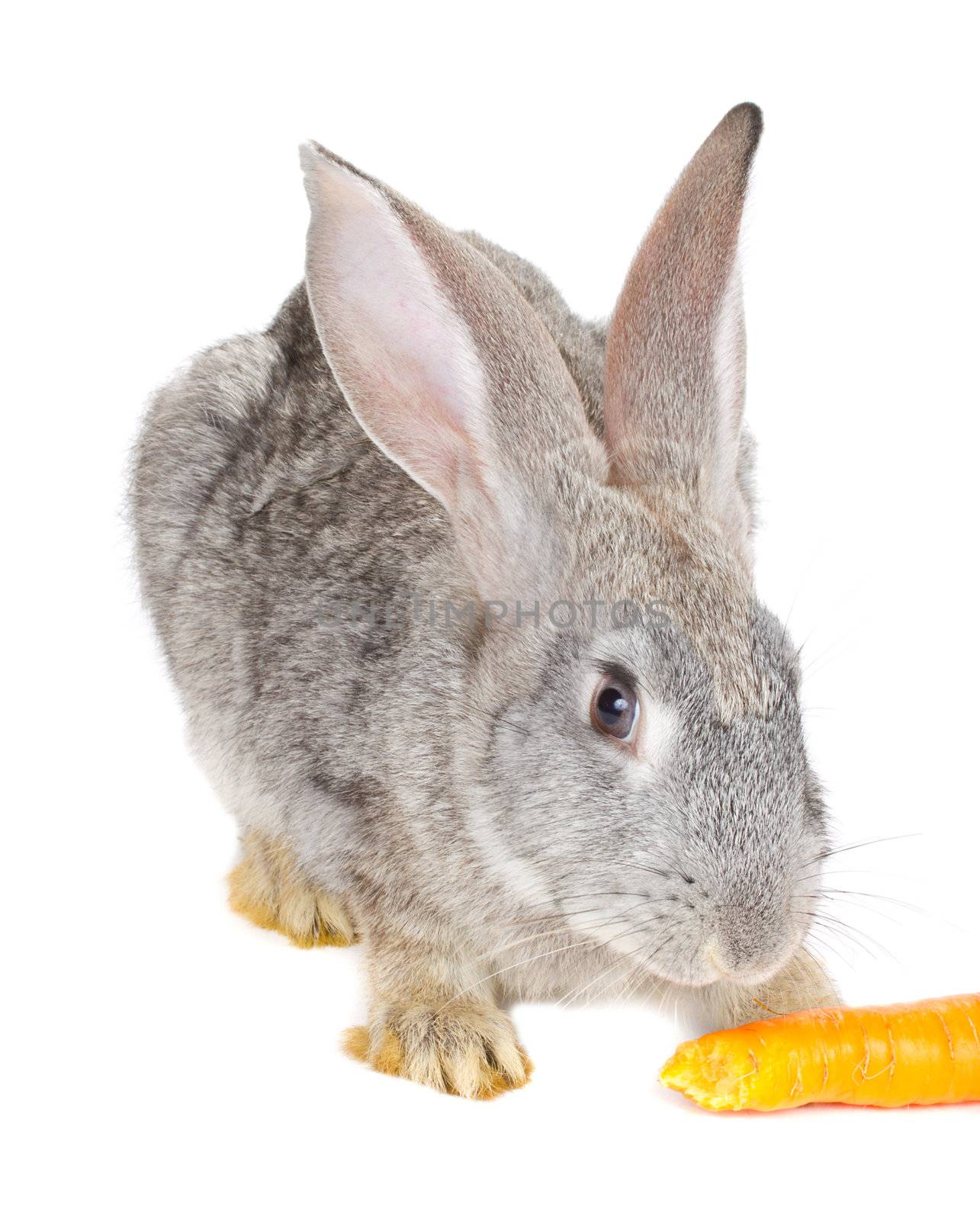 close-up gray rabbit eating carrot, isolated on white
