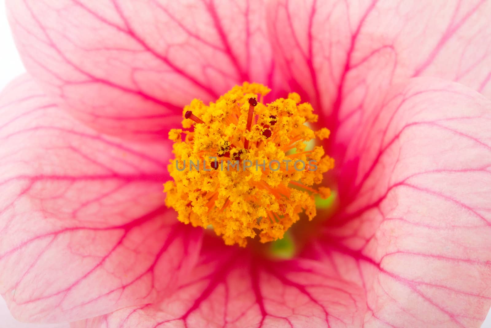 macro of pink flower, selected focus