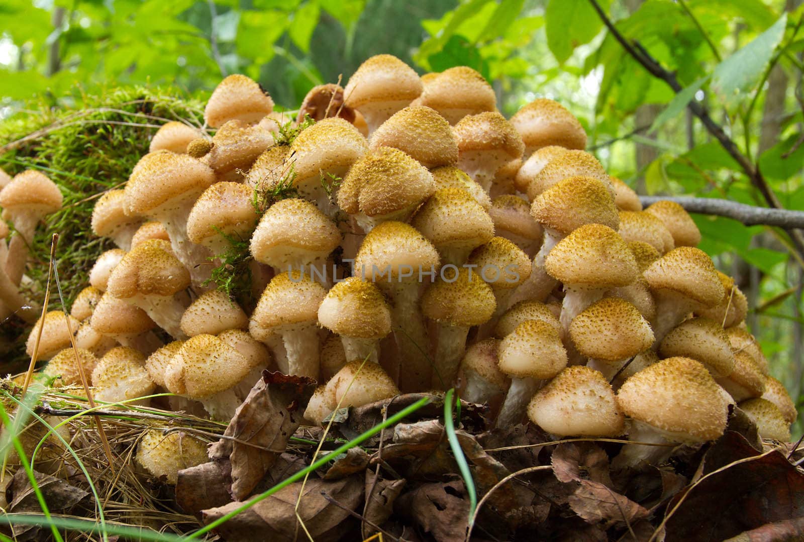 agaric honey fungus near stump in forest