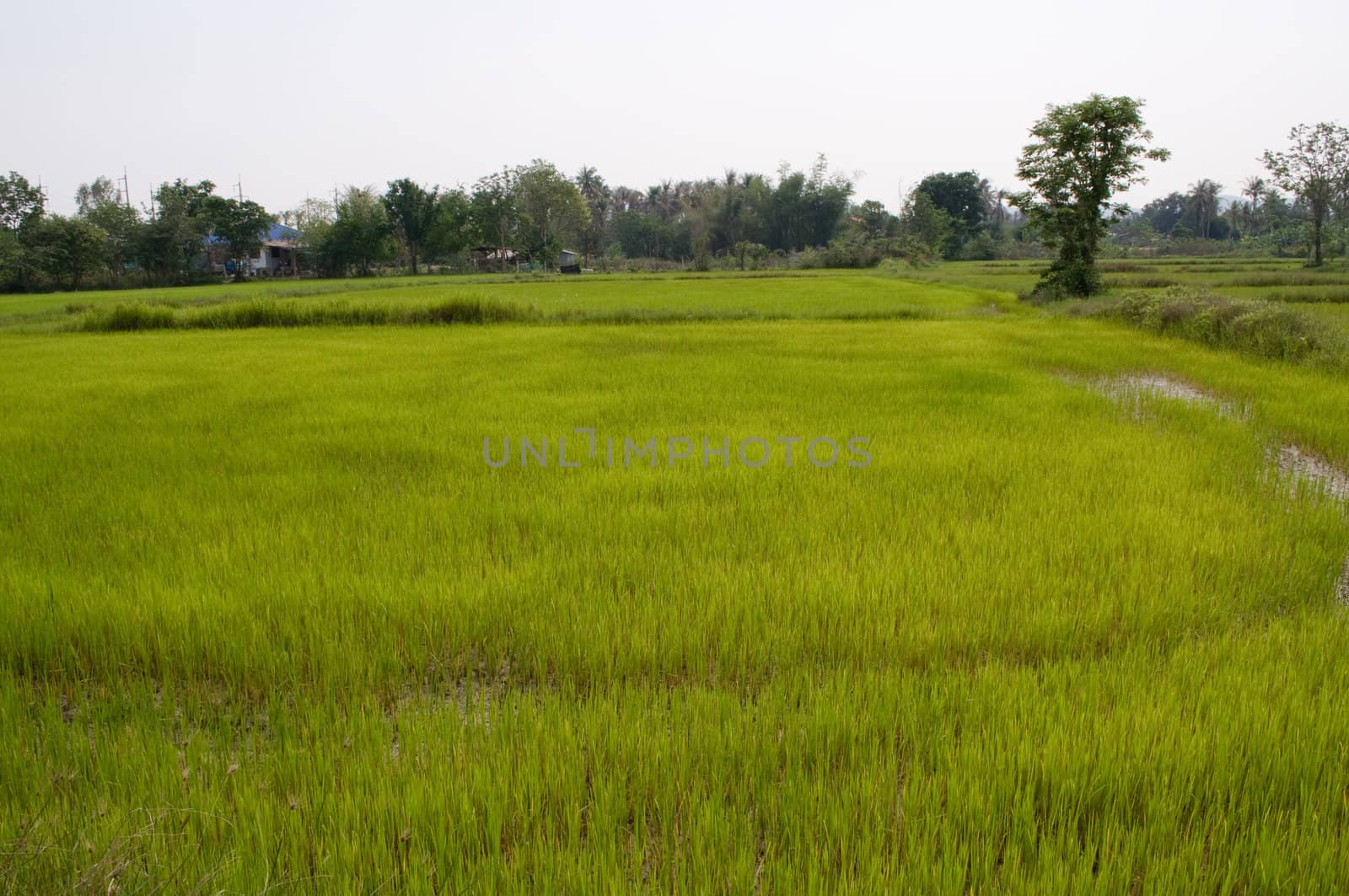 rice farm in Thailand