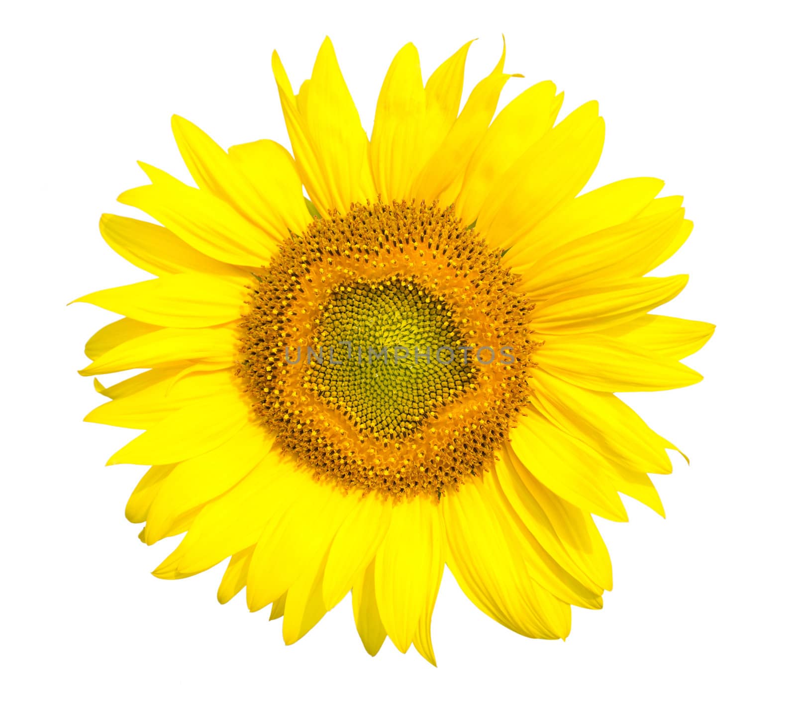 sunflower head, isolated on white