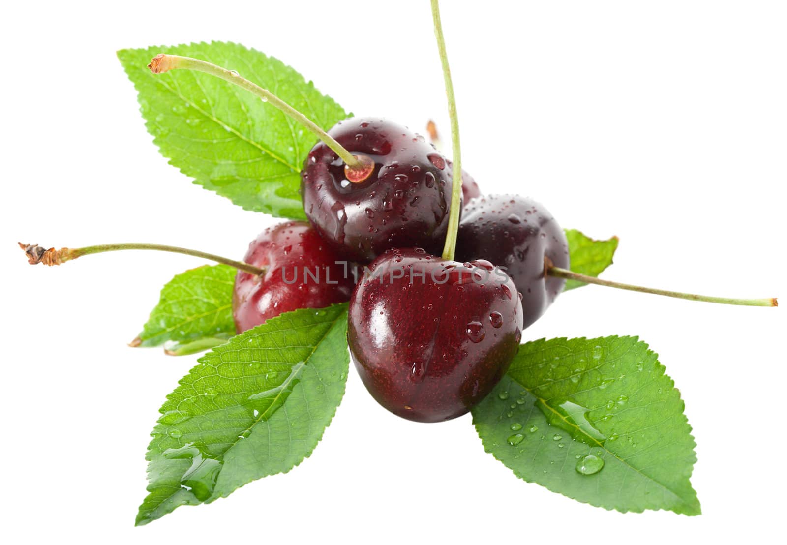 wet ripe cherries with leaves, isolated on white