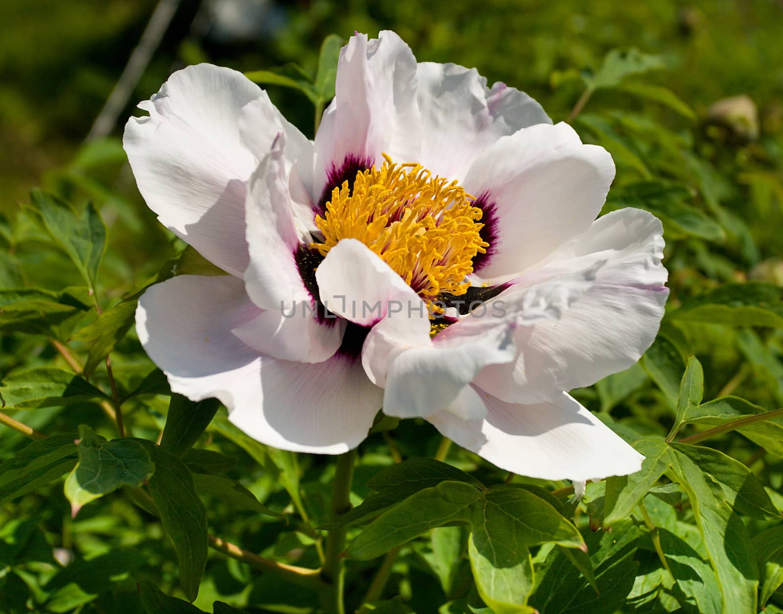 close-up white peony against green background