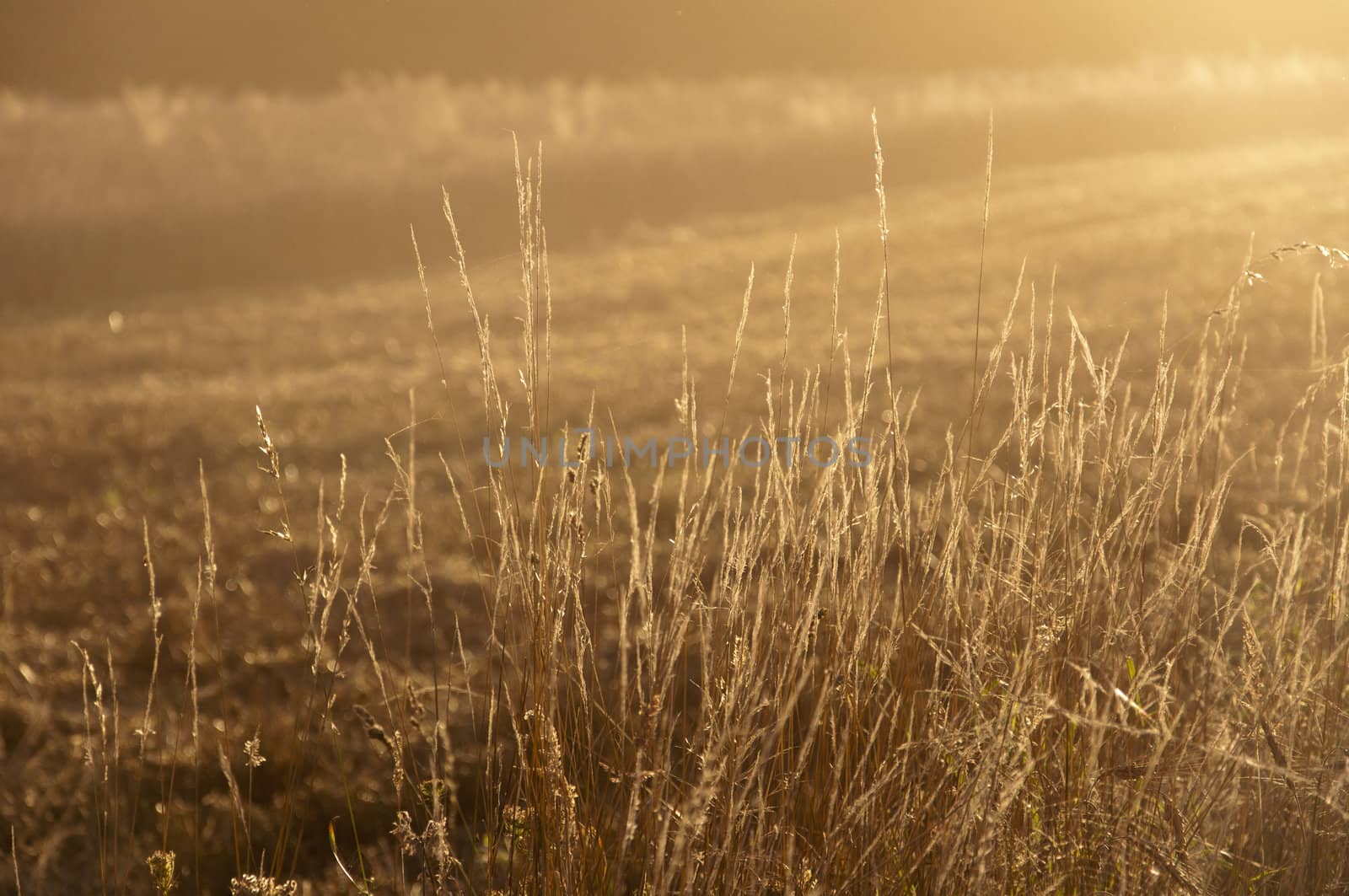 an image of dry grass and sunrays