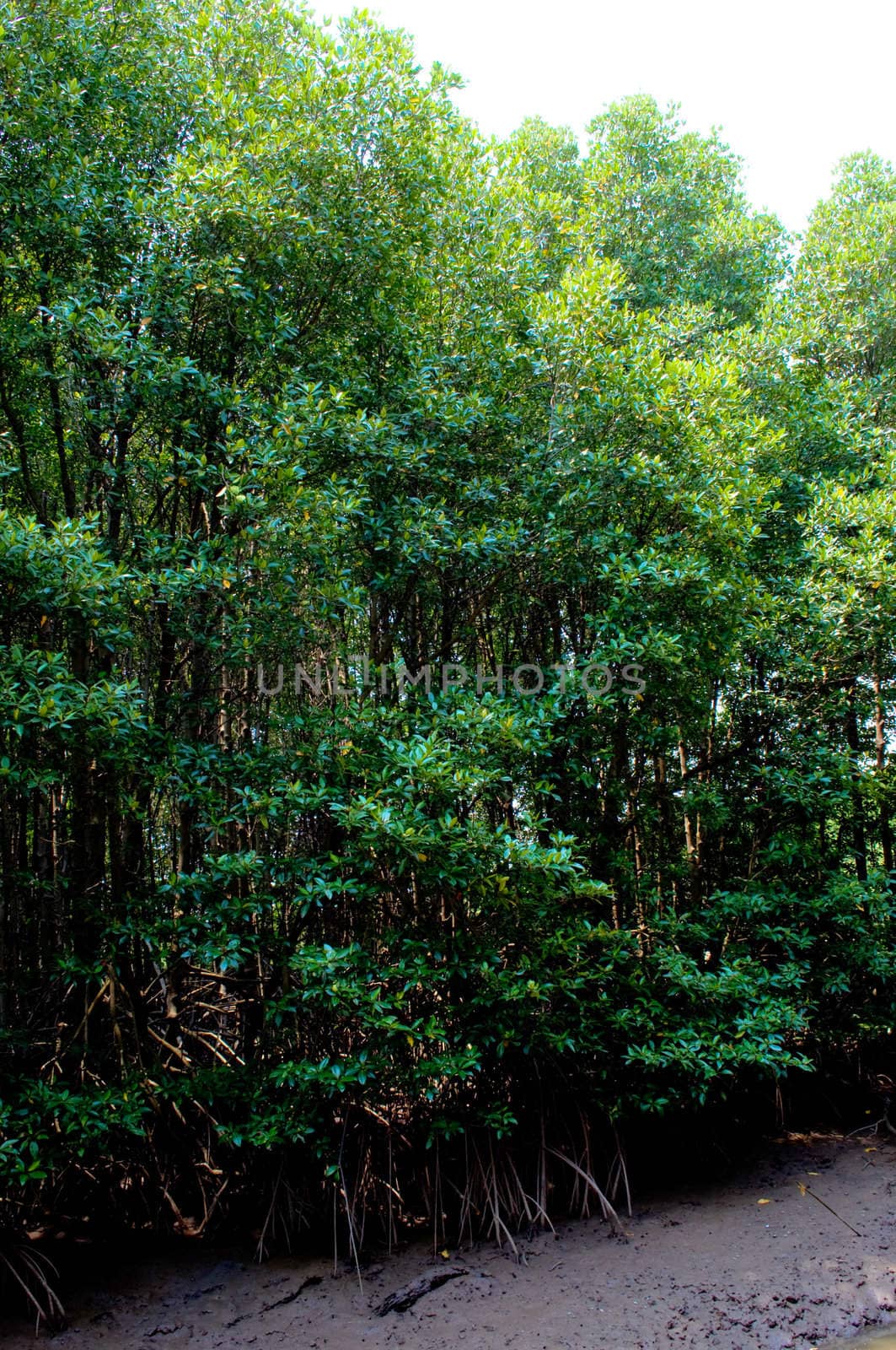 mangrove forest in Thailand