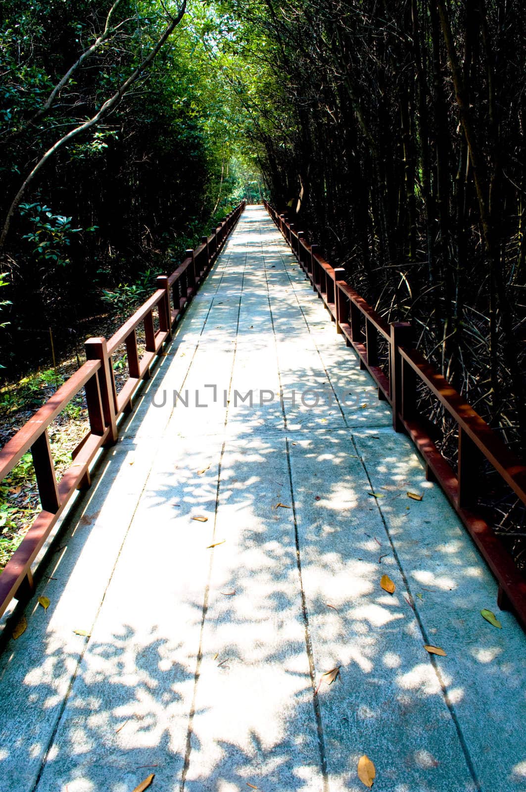 mangrove forest in Thailand