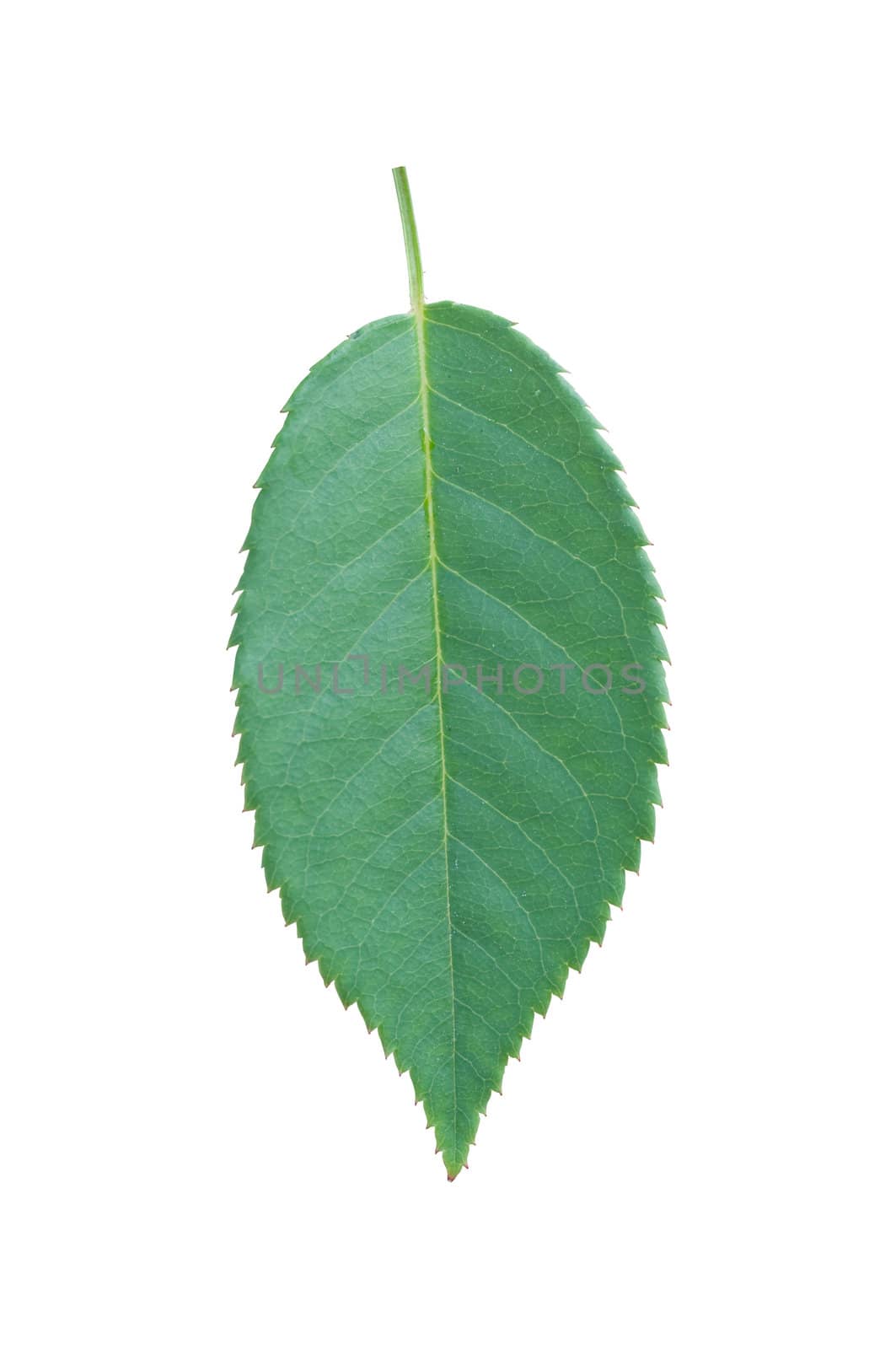 isolated green leaf on white background