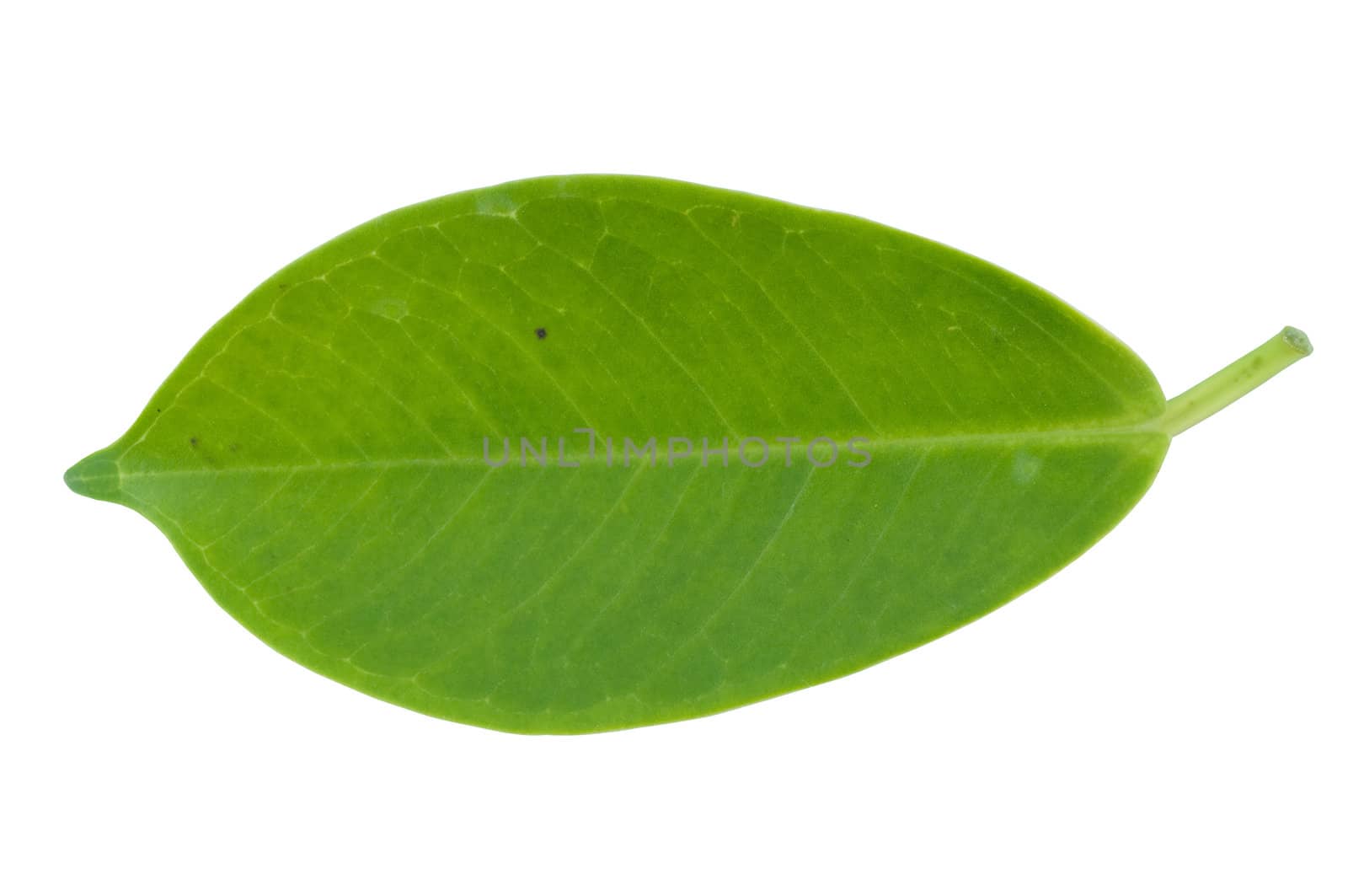isolated green leaf on white background