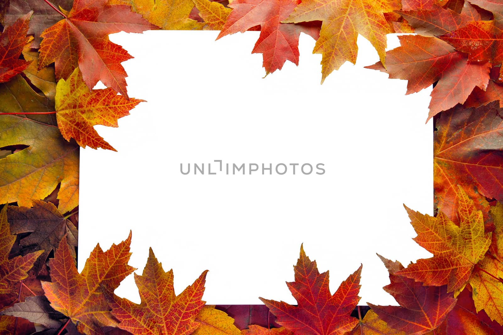 Fall Maple Leaves Border with White Background