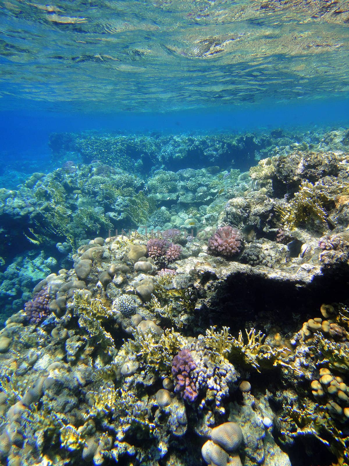 Coral garden, Red sea, Sharm El Sheikh, Egypt.