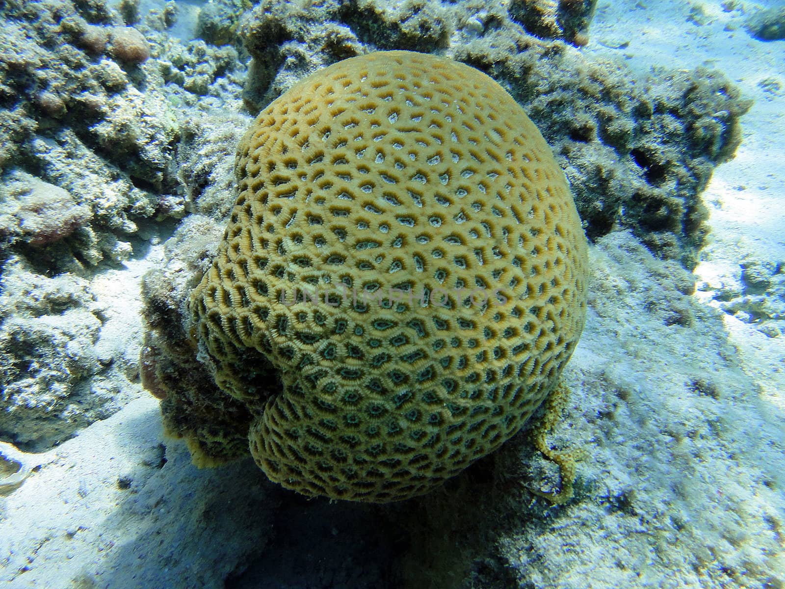 Globular coral by georg777