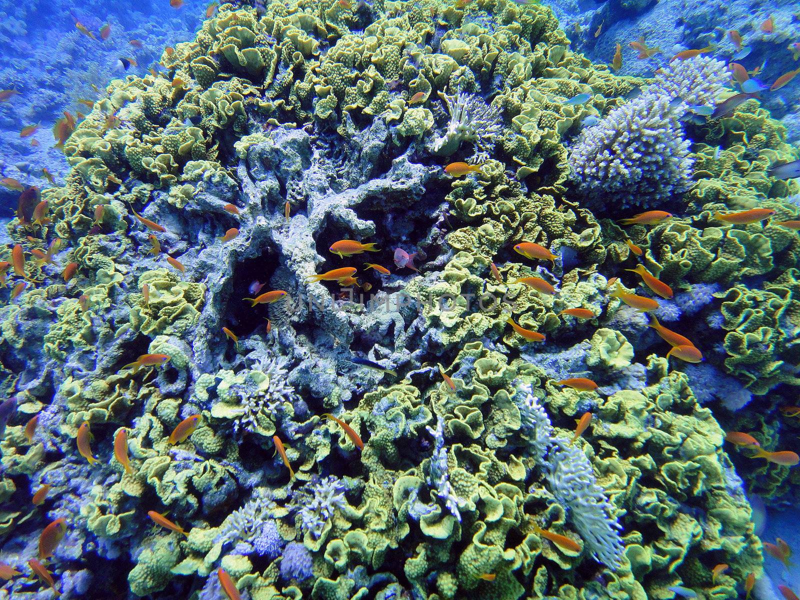 Coral and red fishes, Red sea, Sharm El Sheikh, Egypt.