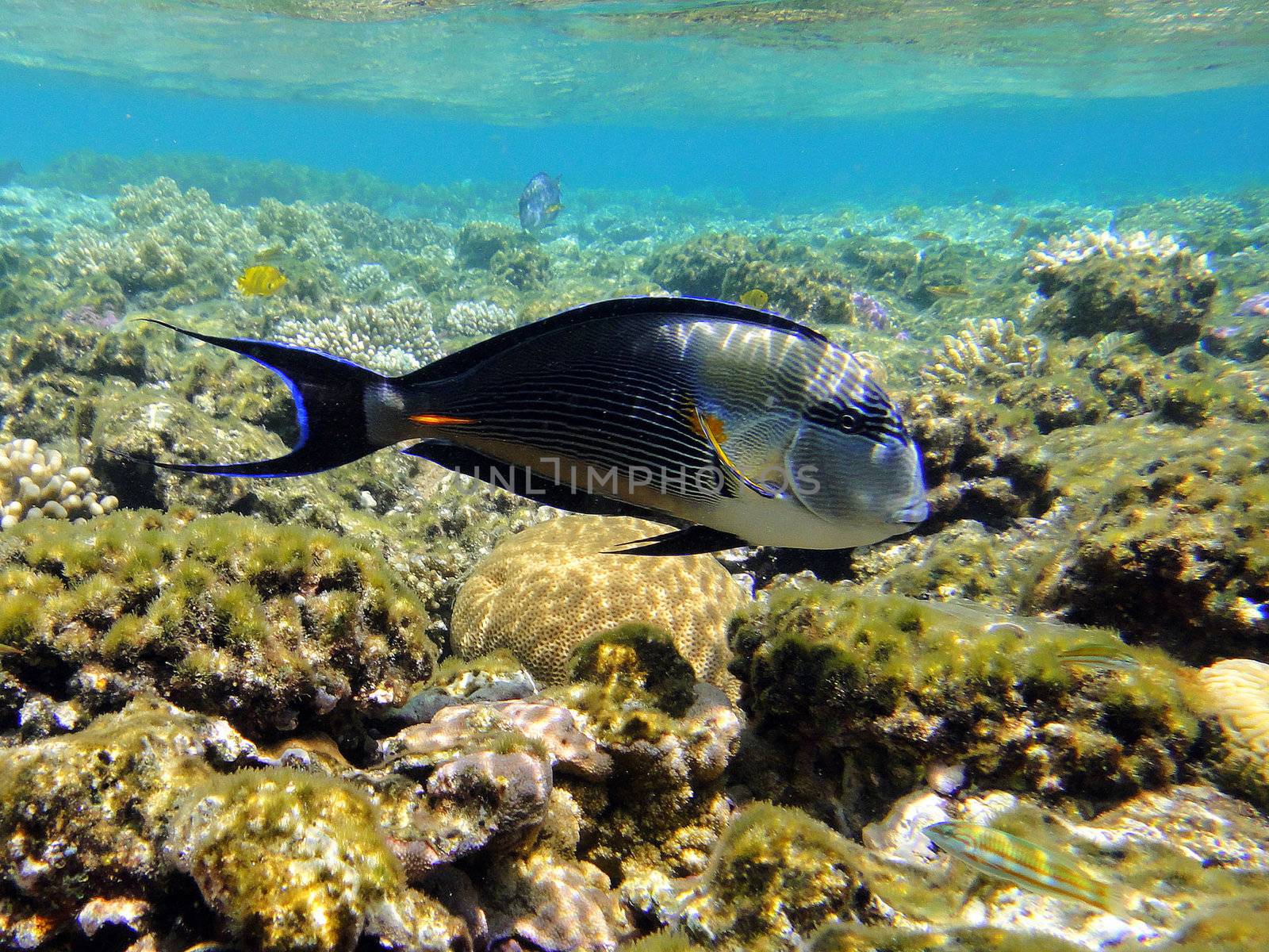Surgeon fish, Red sea, Sharm El Sheikh, Egypt.