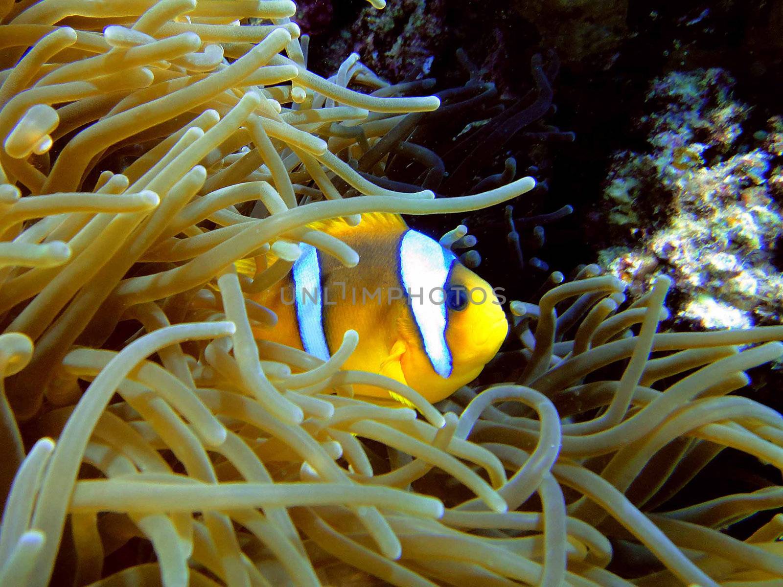 Amphiprion and his anemone, Red sea, Egypt