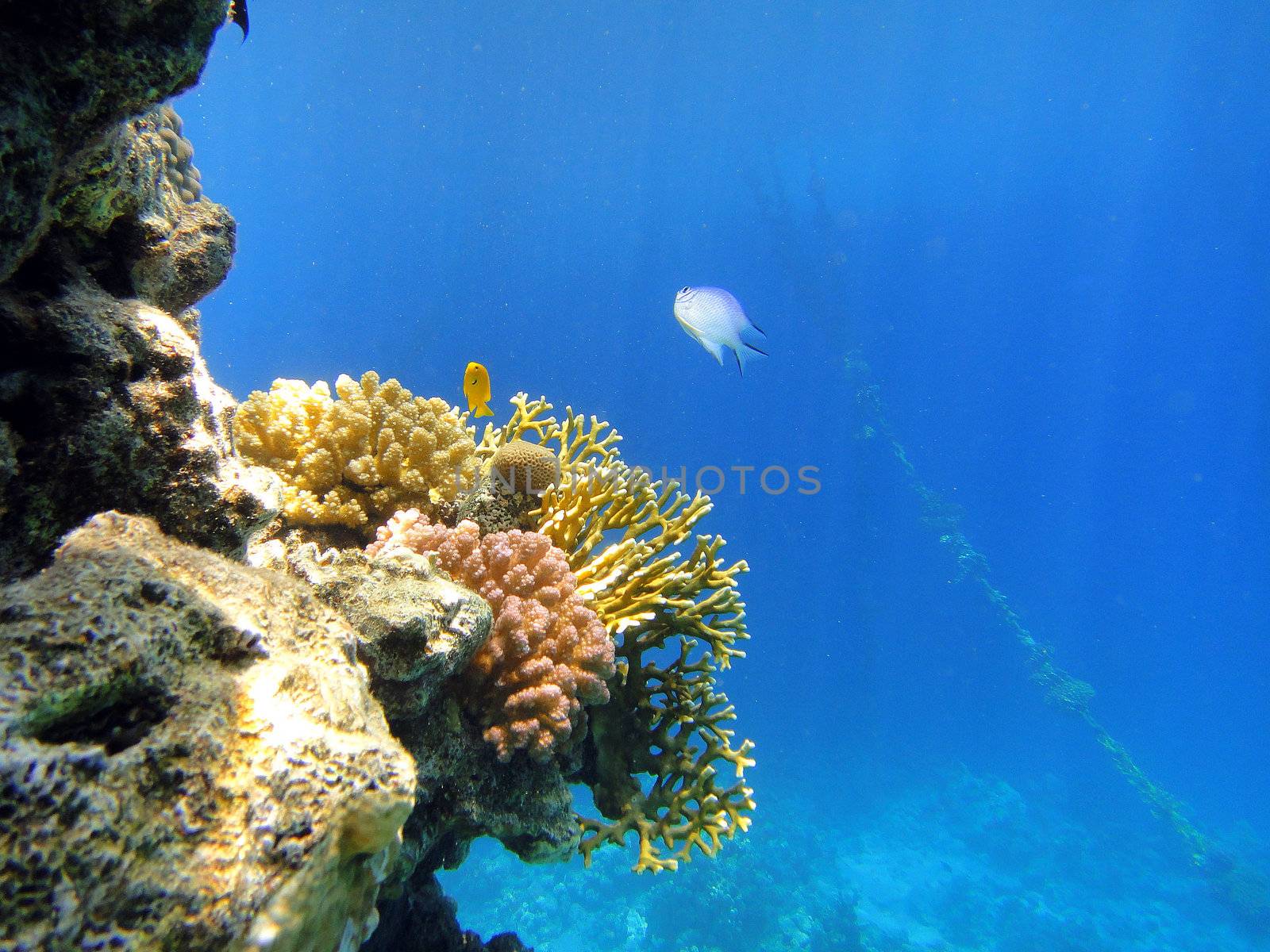 Coral and fish in Red sea, Egypt