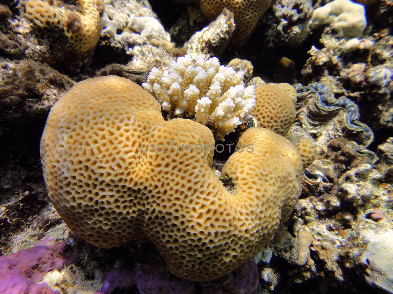Coral on coral, Red sea, Egypt
