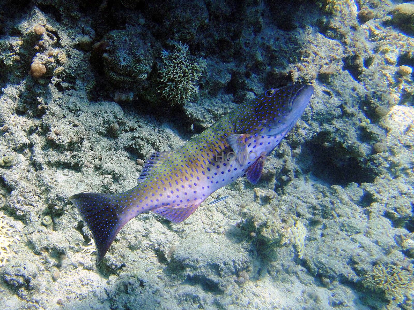 Matrimonial dance of grouper by georg777