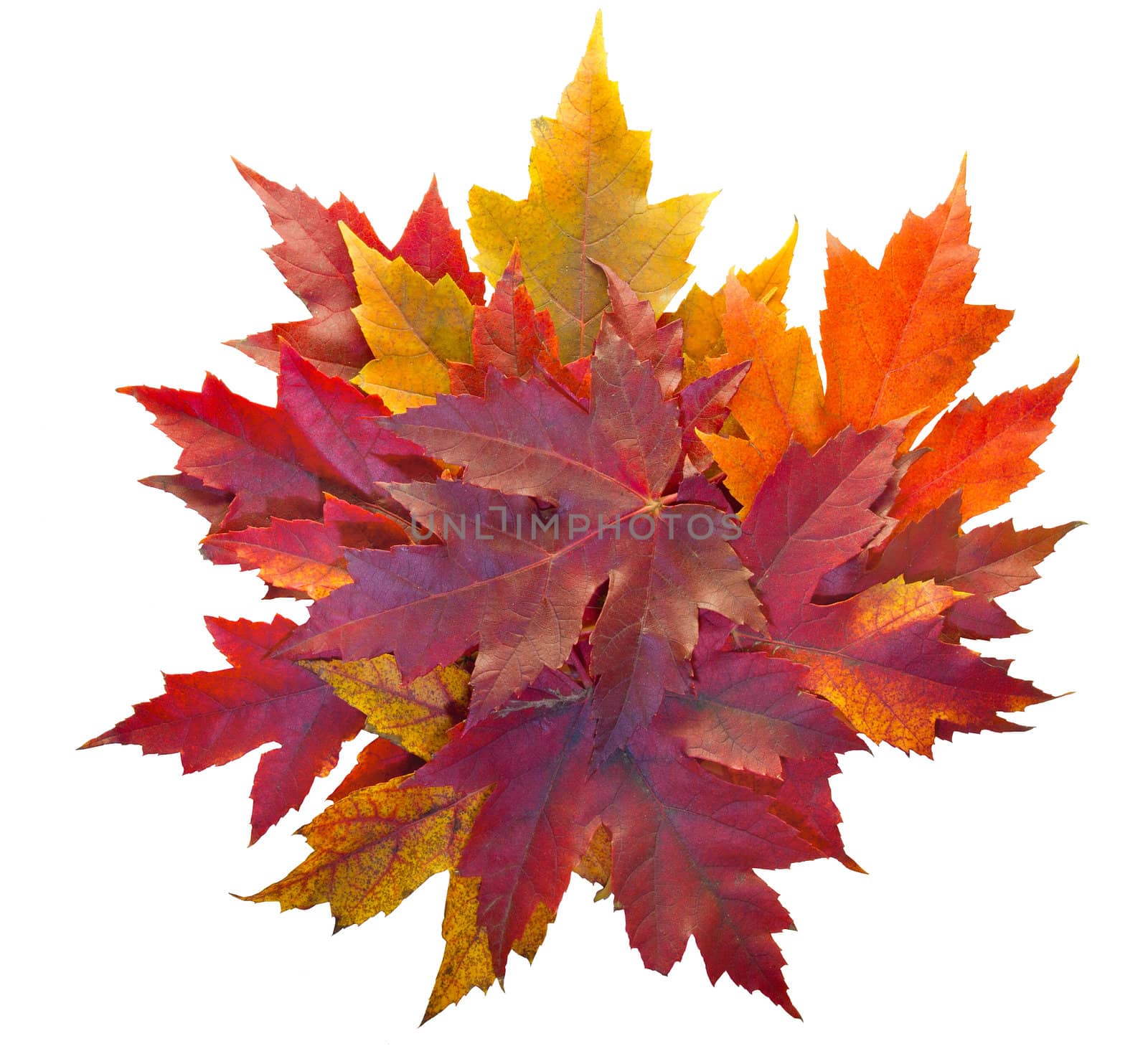 Fall Season Maple Tree Pile of Leaves Isolated on White Background