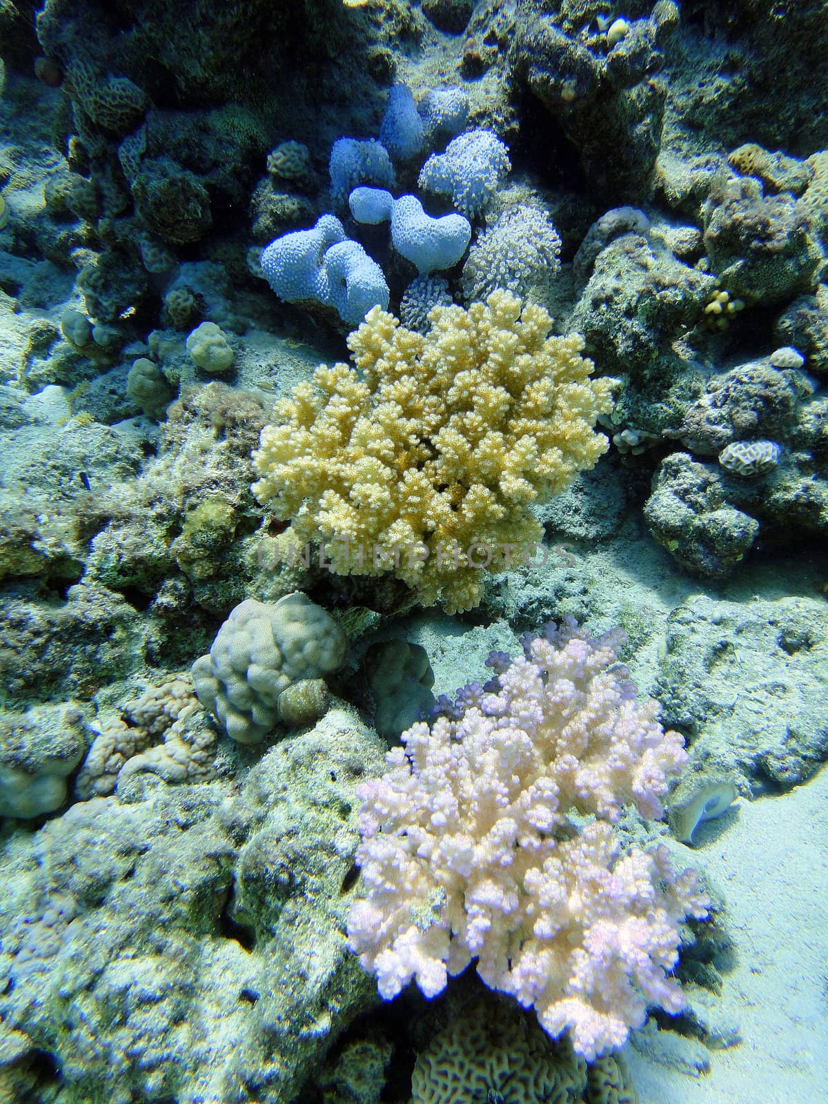 Multicolored corals by georg777