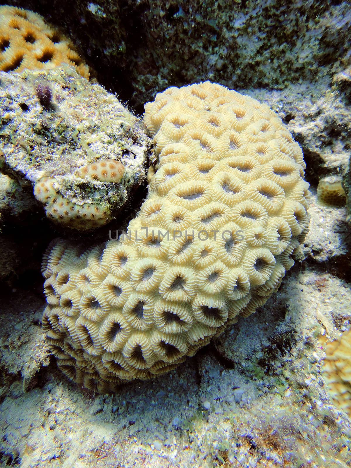 Interesting coral 5 by georg777