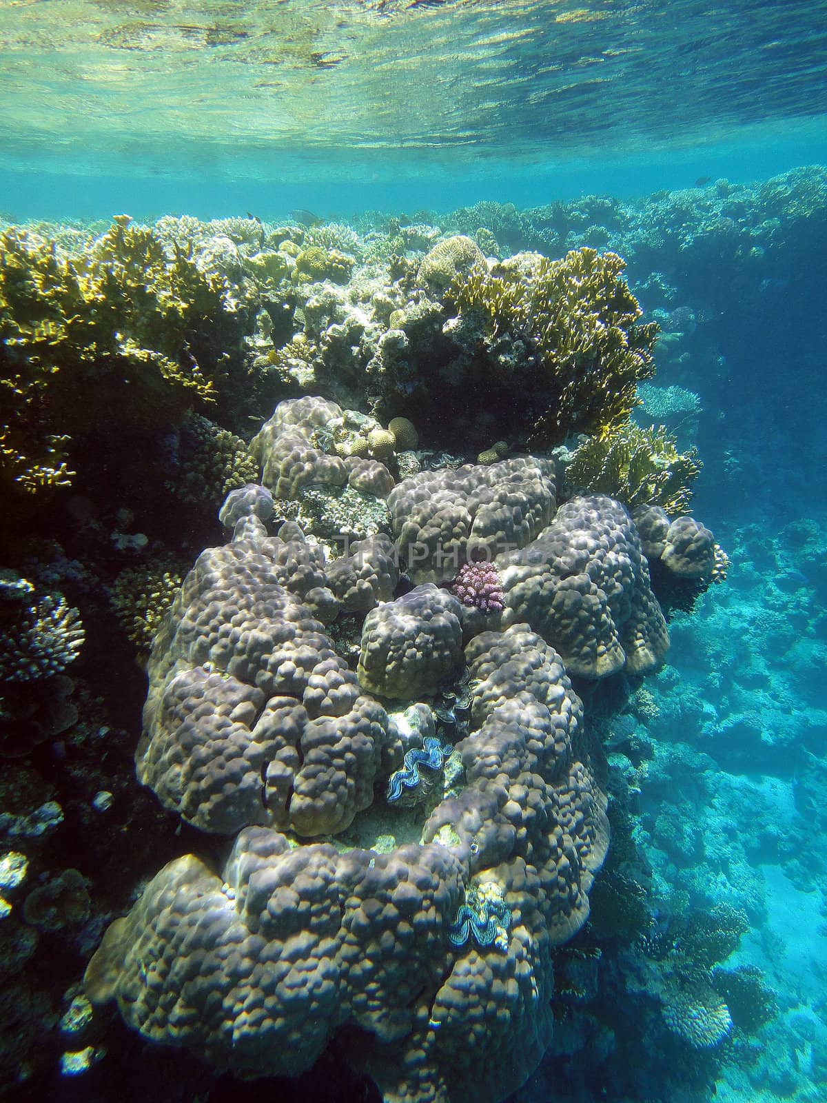 Red sea, Sharm El Sheikh, Egypt