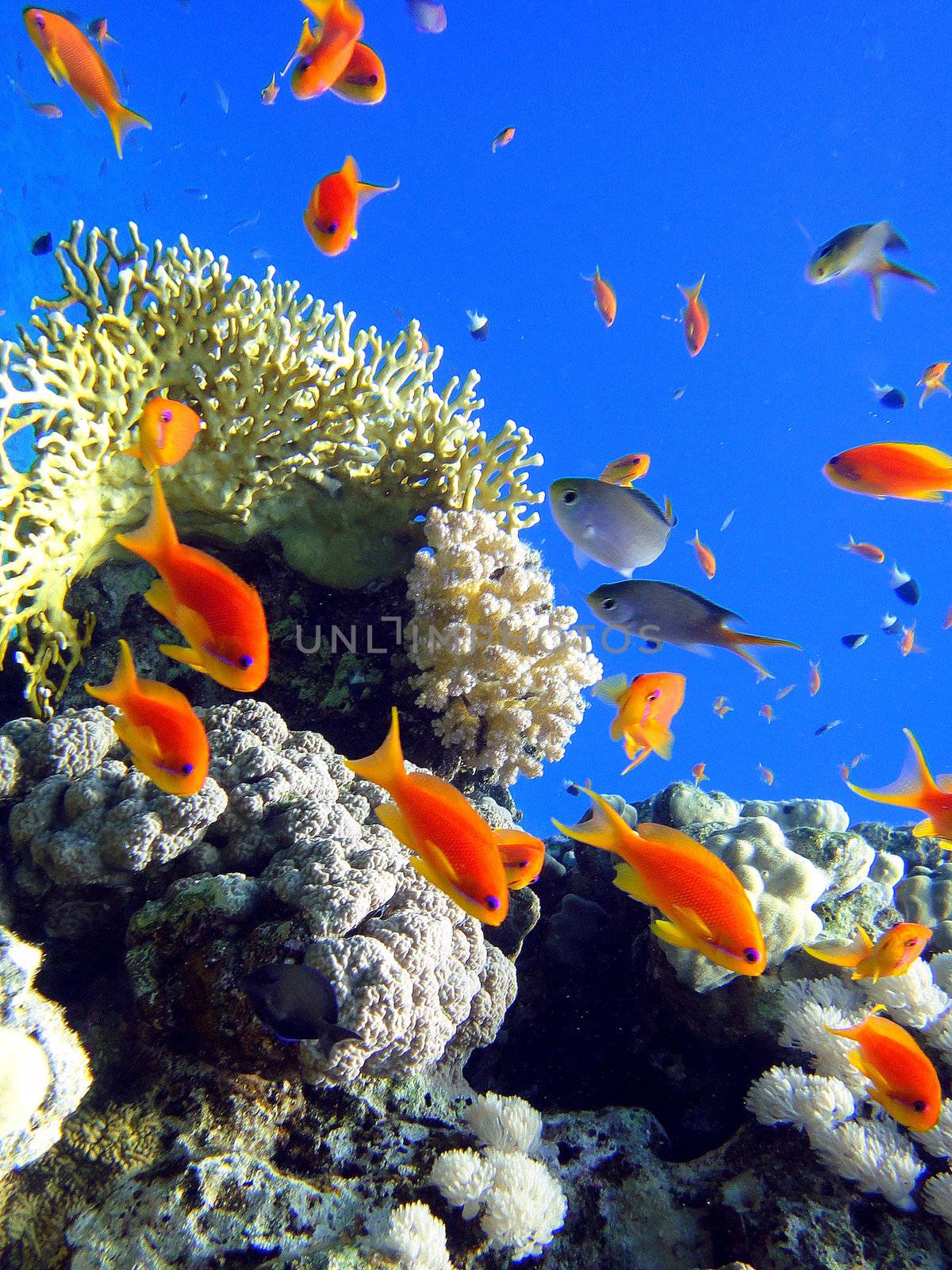 Red fishes in Red sea 2 by georg777