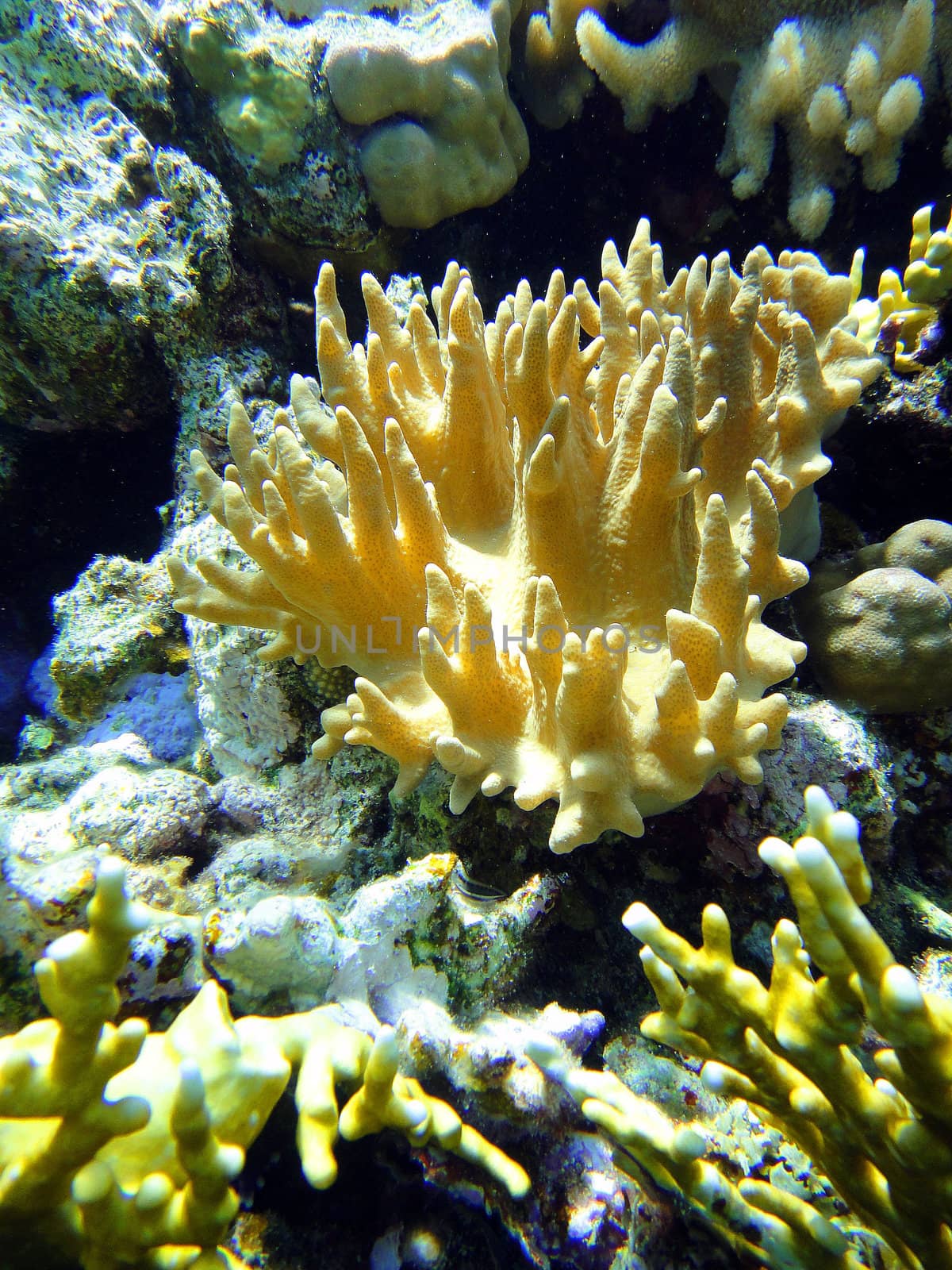 Unusual coral 5 by georg777