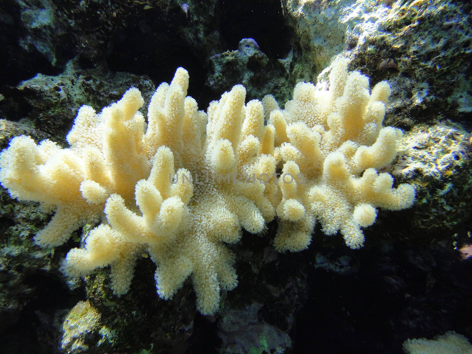 Unusual coral 7 by georg777
