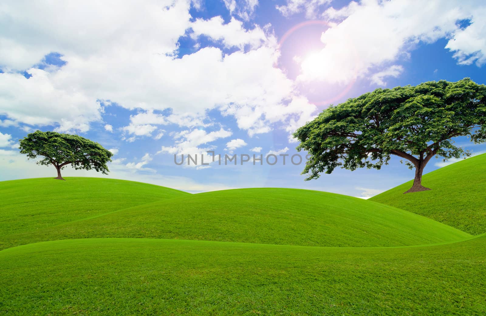 green tree  in the green field and under the blue sky