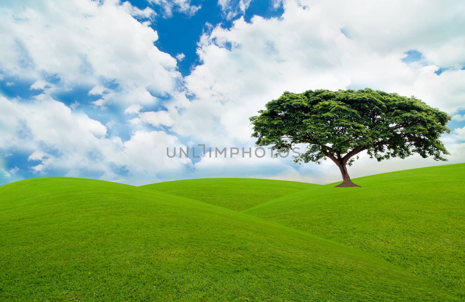 green tree  in the green field and under the blue sky
