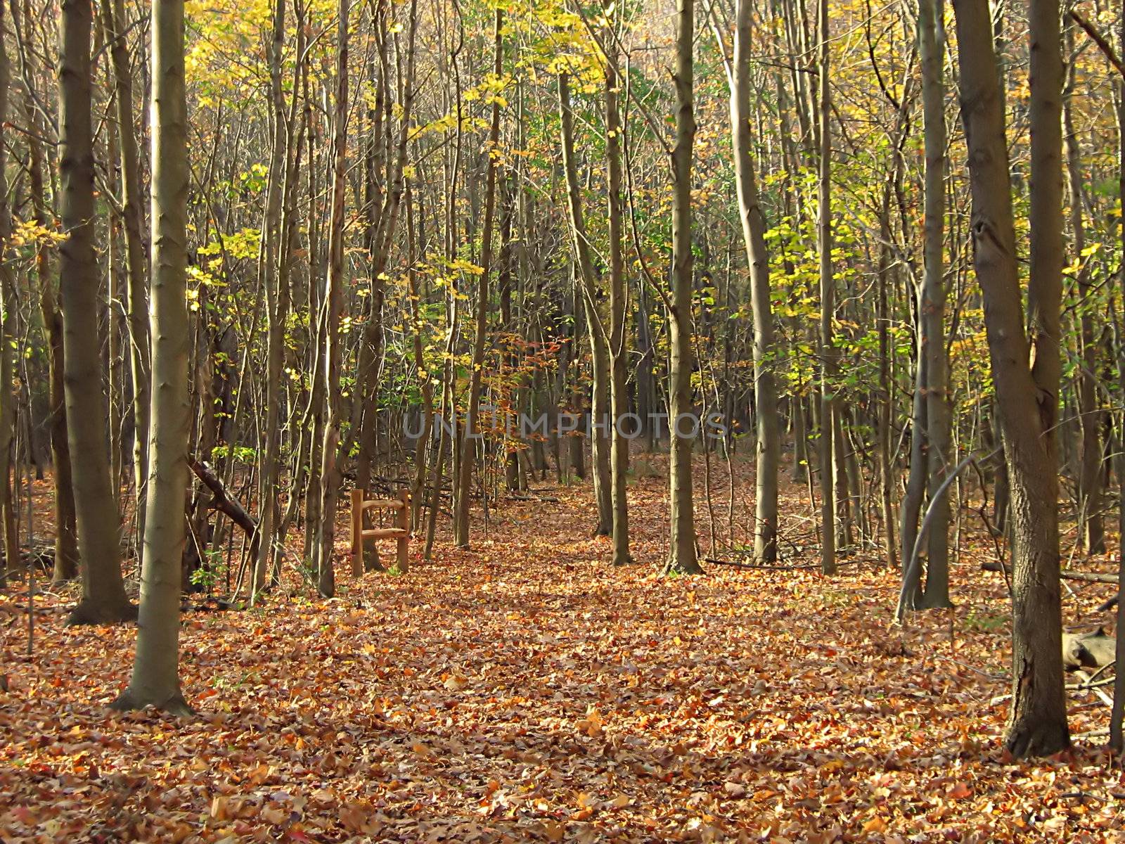 Woods In Autumn by llyr8