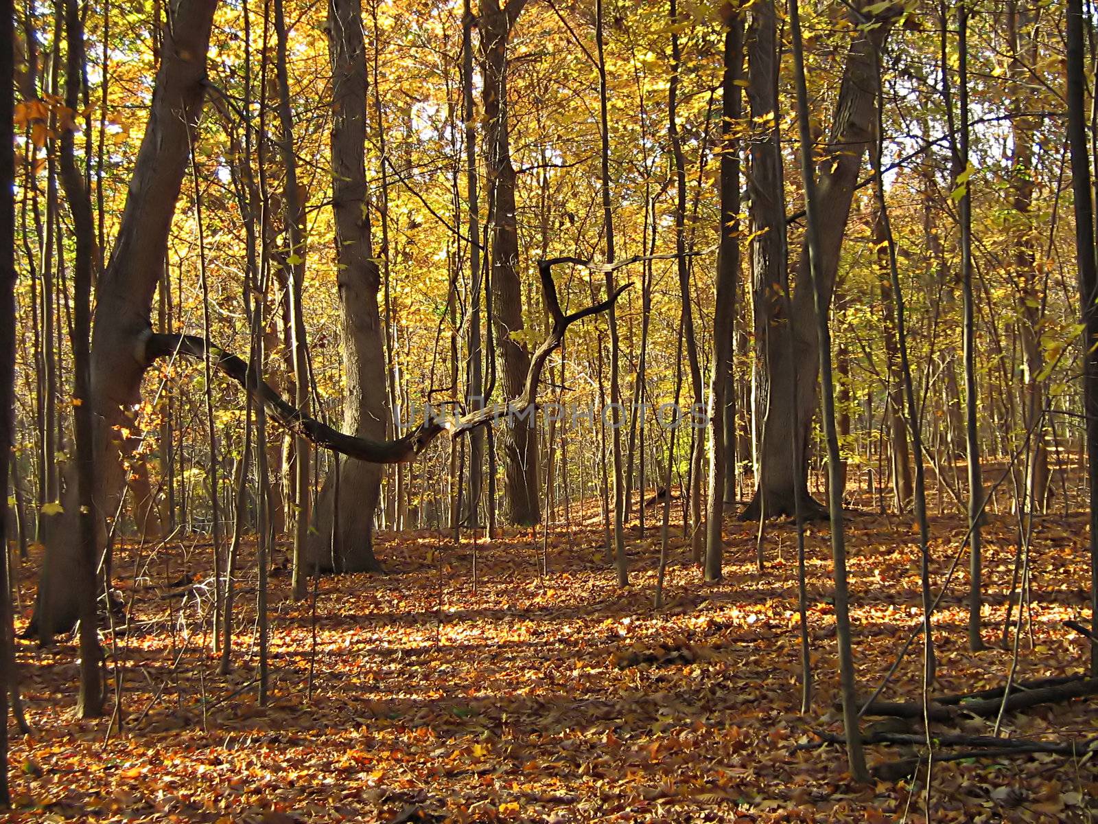 A photograph of a forest in autumn.
