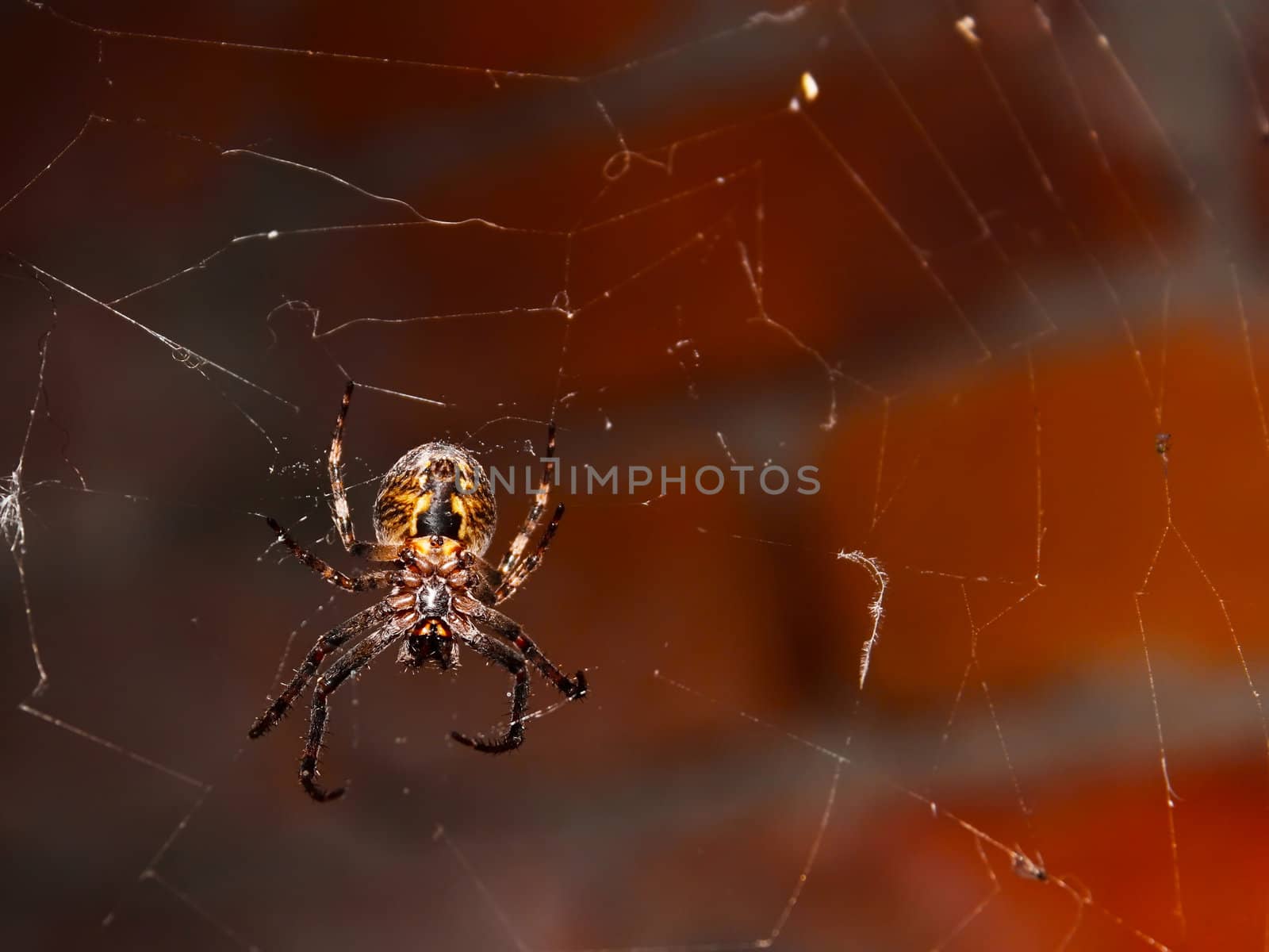 Big spider by qiiip