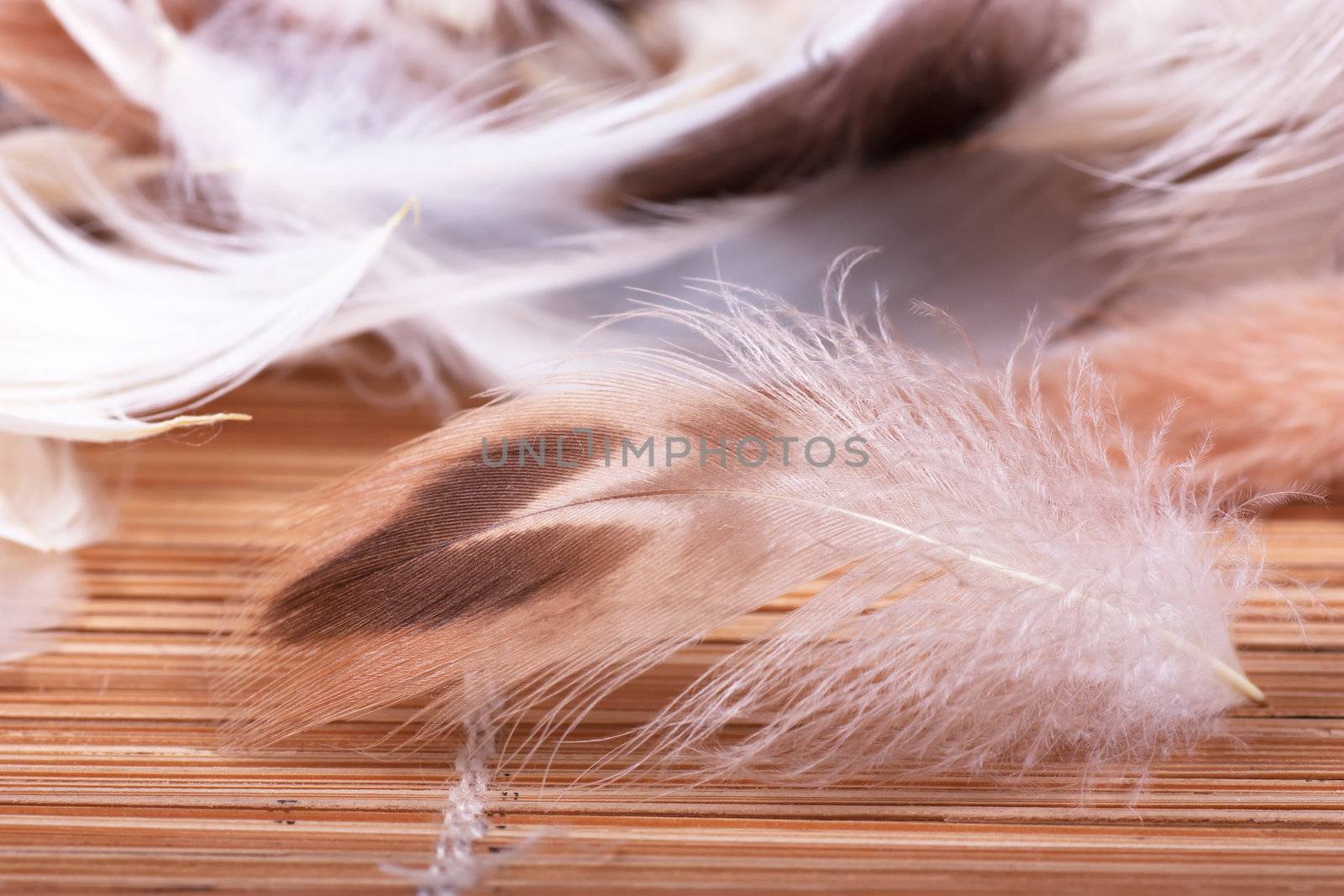 Feathers by AGorohov