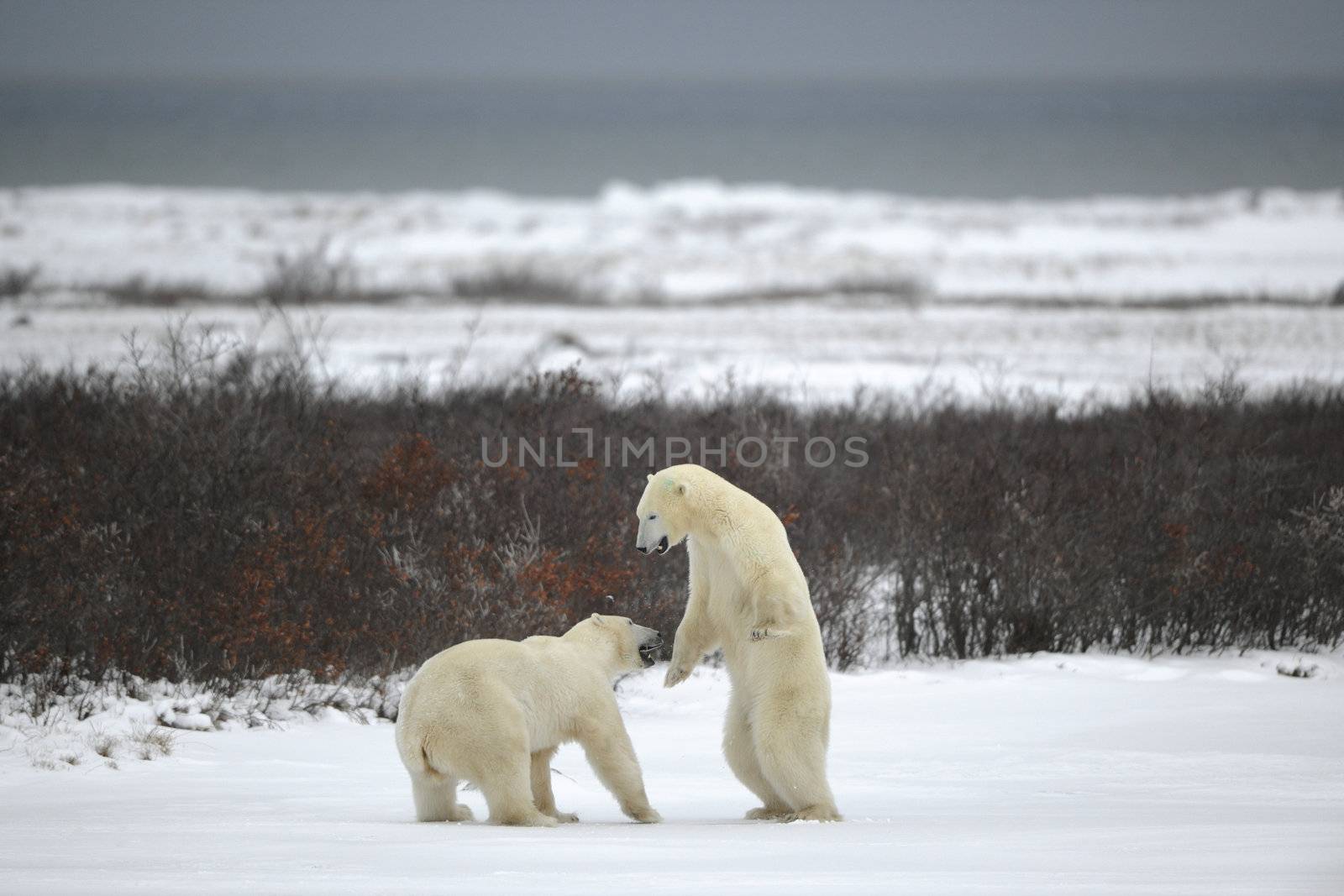 Fight of polar bears. Two polar bears fight. Tundra with undersized vegetation. Snow.