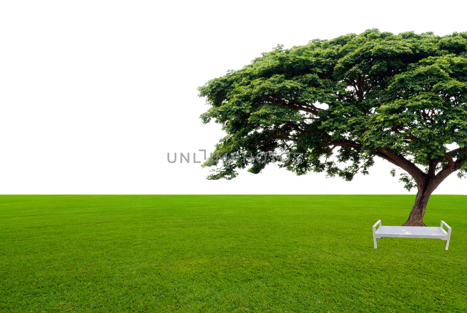 isolated green tree  in the green field 
