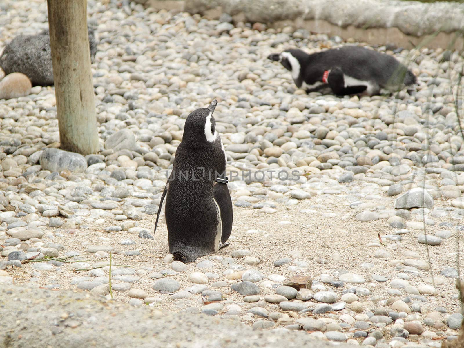 Penguins by pulen