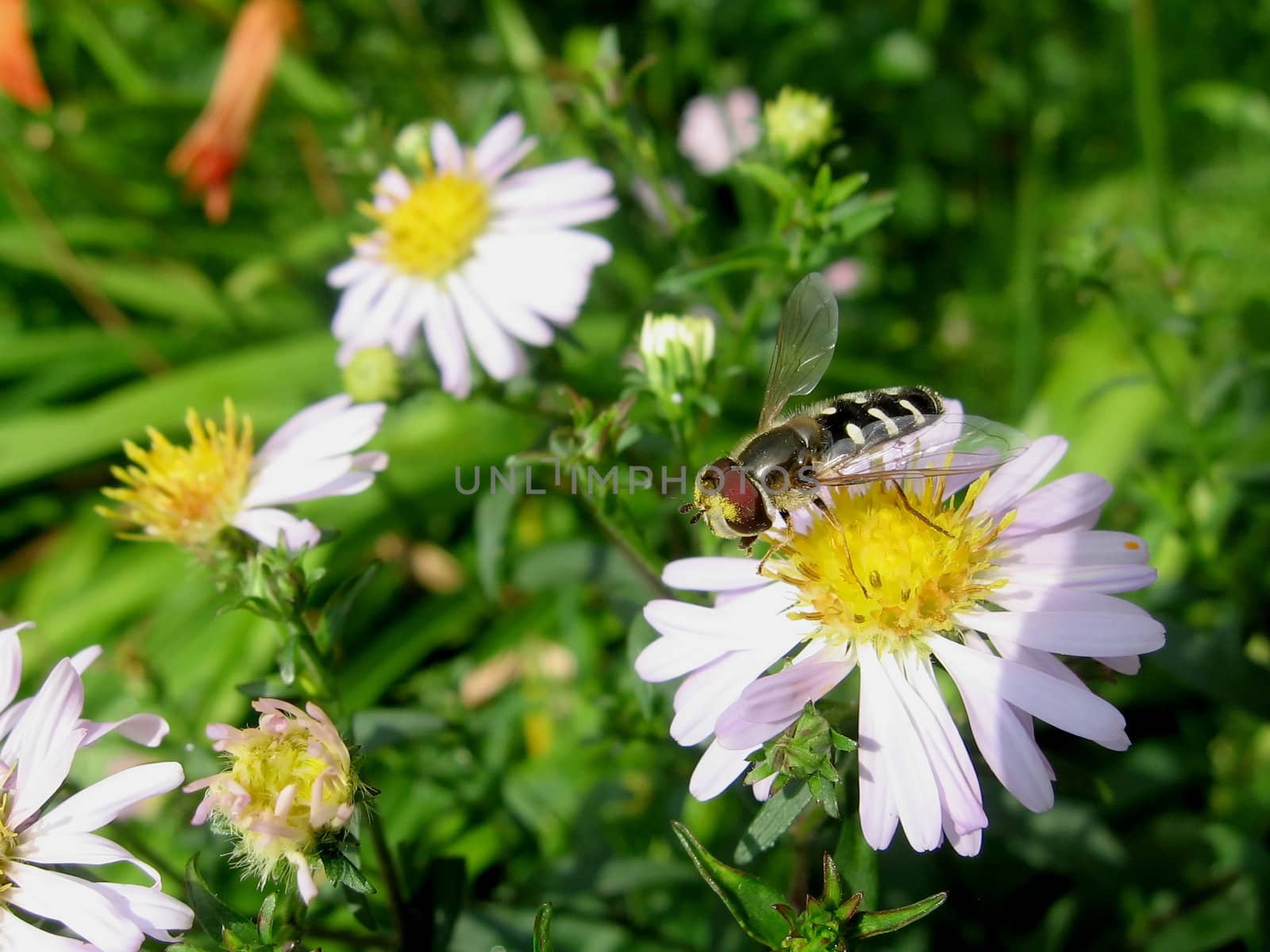 Motley fly sits on the chamomile flower