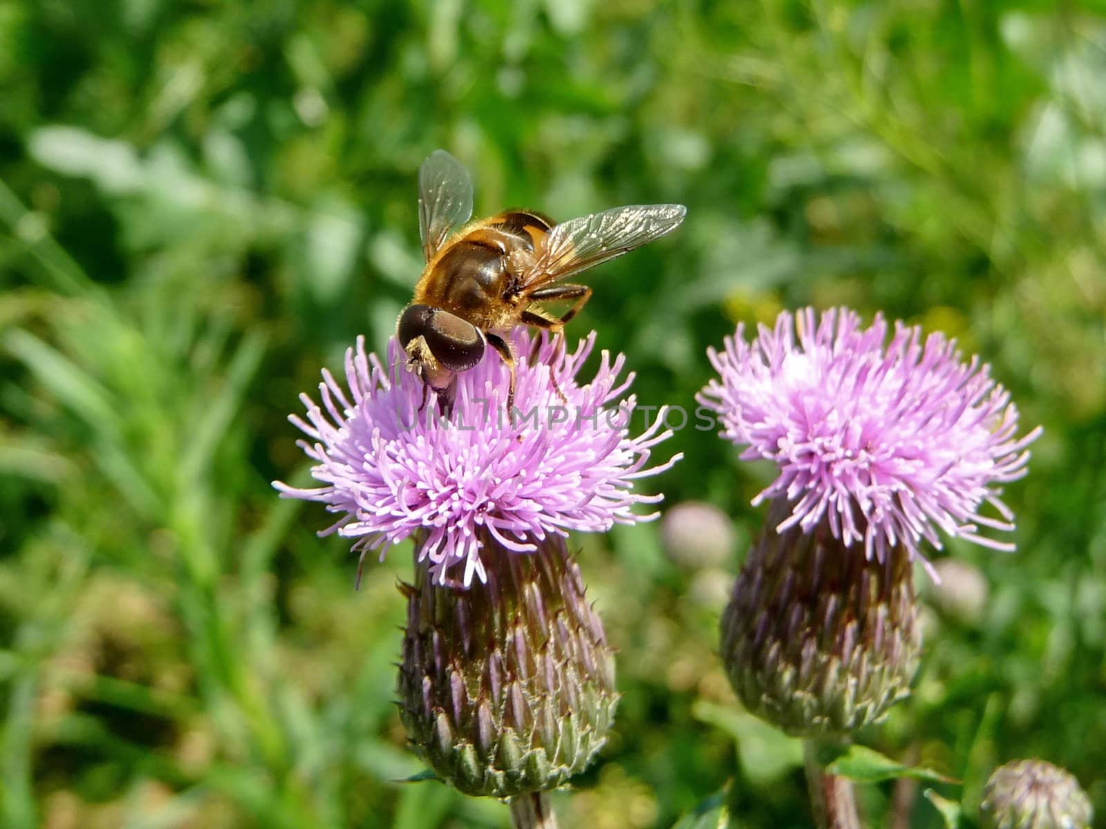 Orange fly sits on the pink flower