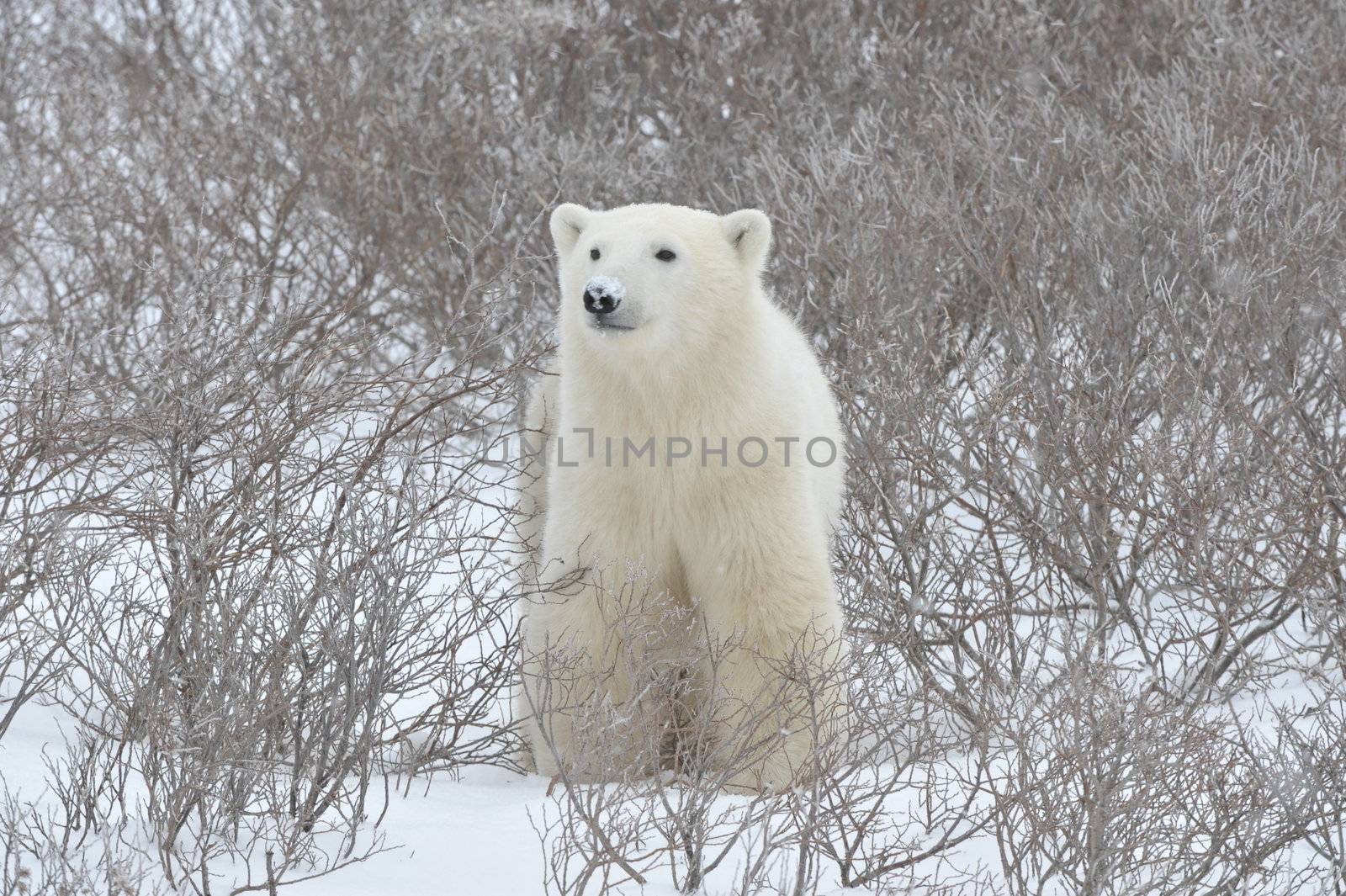 Polar bear. A portrait of a polar bear close up.