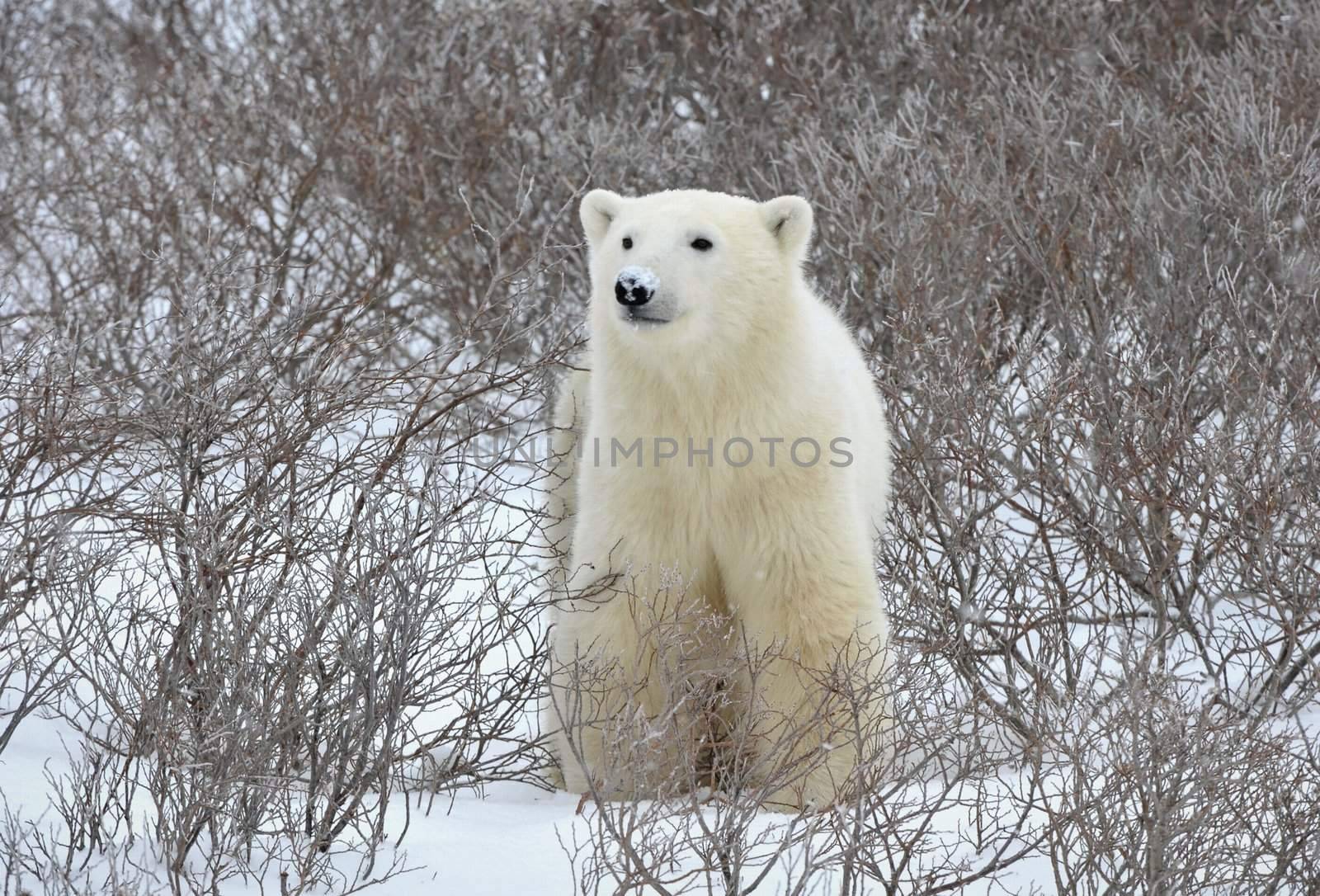 Polar bear portrait. by SURZ