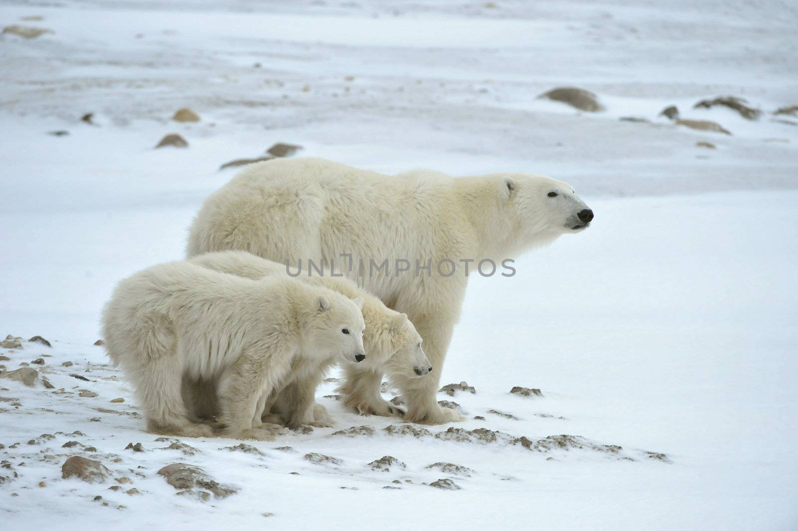 Polar she-bear with cubs. The polar she-bear  with two kids on snow-covered coast.