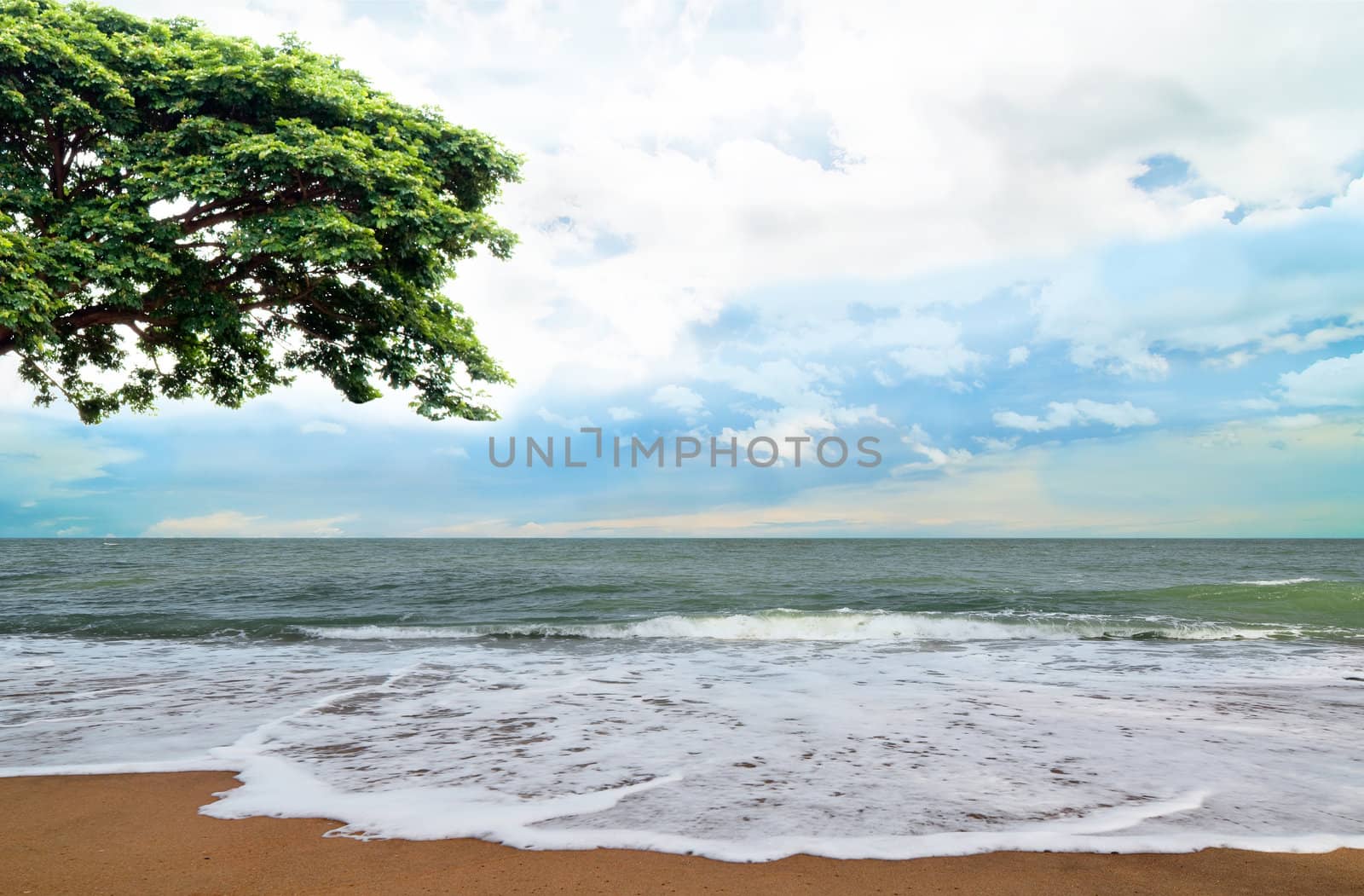green tree on a coast of the ocean