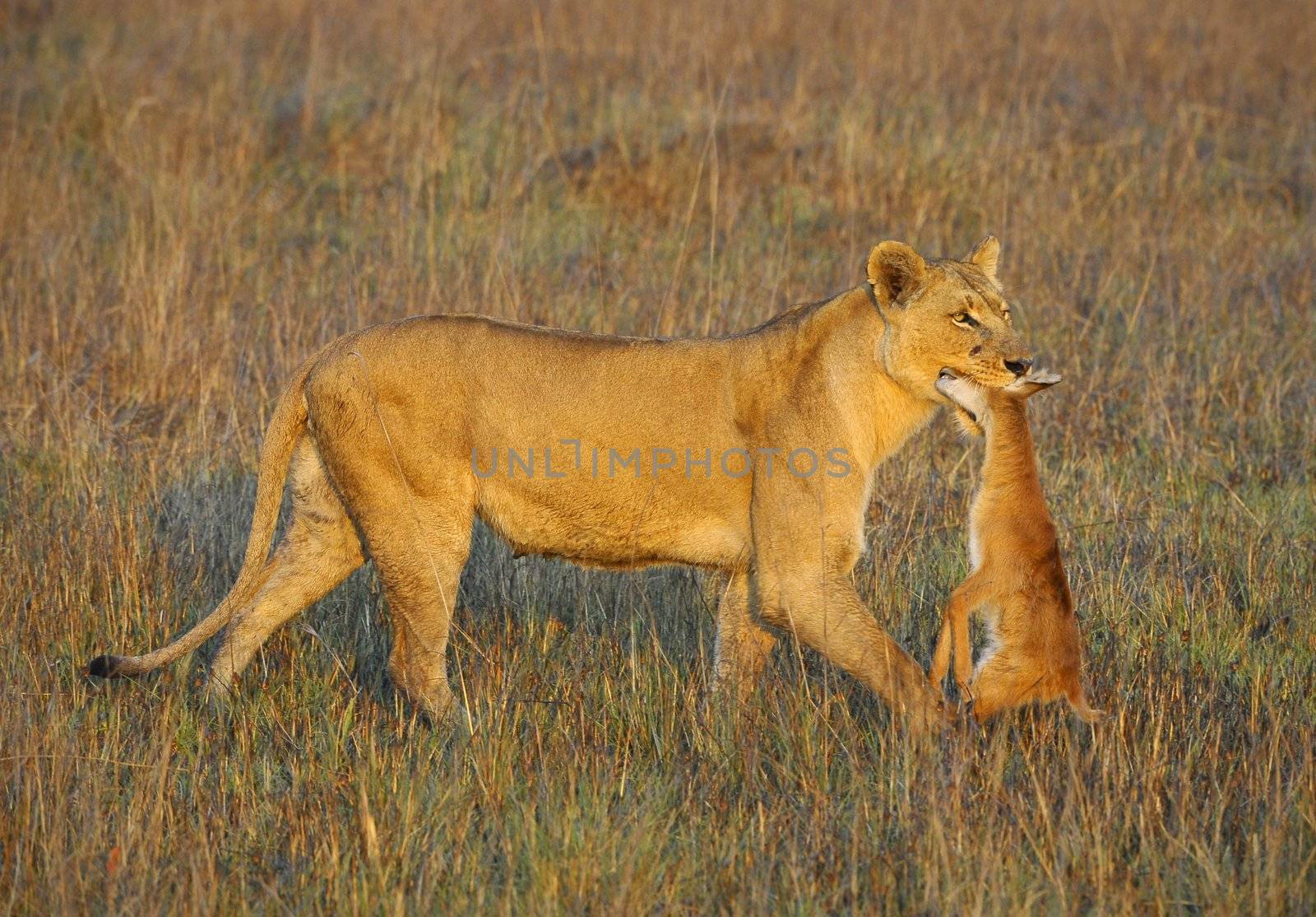 A lioness with new-born antelope prey. The lioness goes on savanna and bears the killed kid of an antelope. A yellow grass. The morning sun.