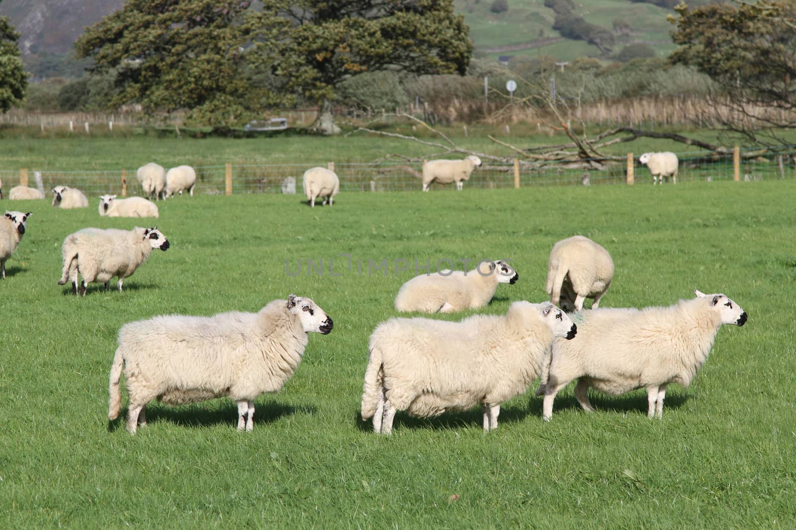 A flock of sheep in a green grass field with a fence and trees.