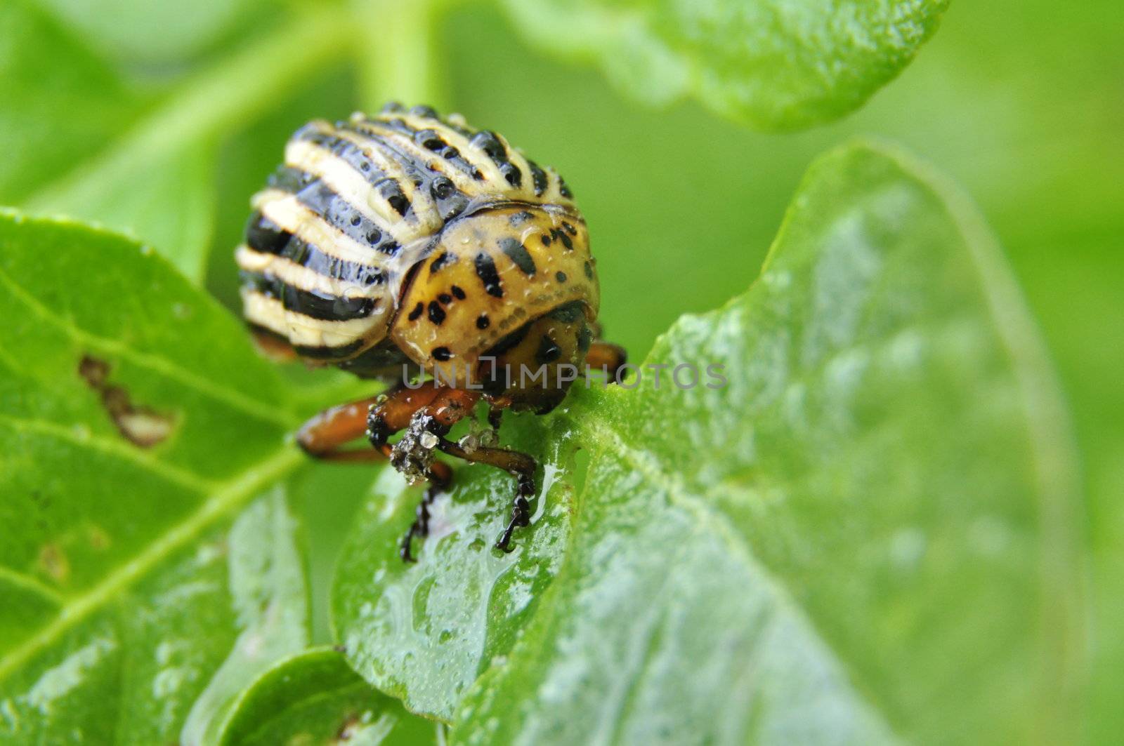an image of Colorado beetle on potato leaf