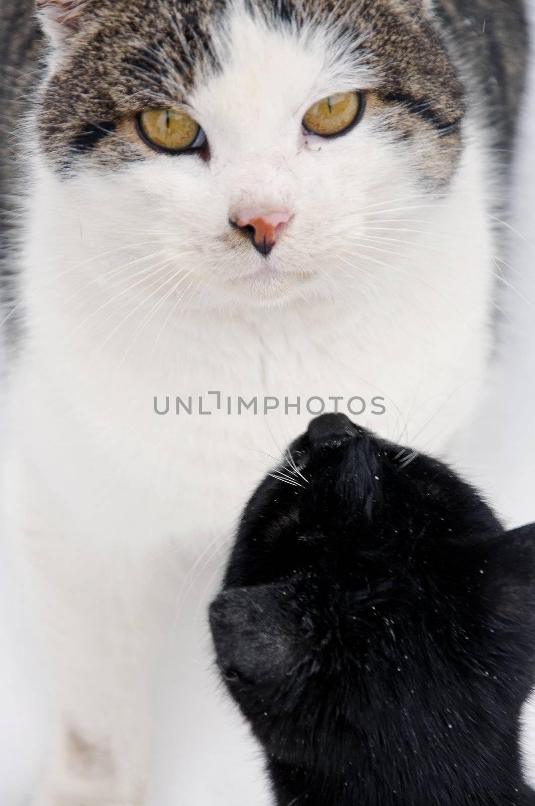 Cat sitting at snow