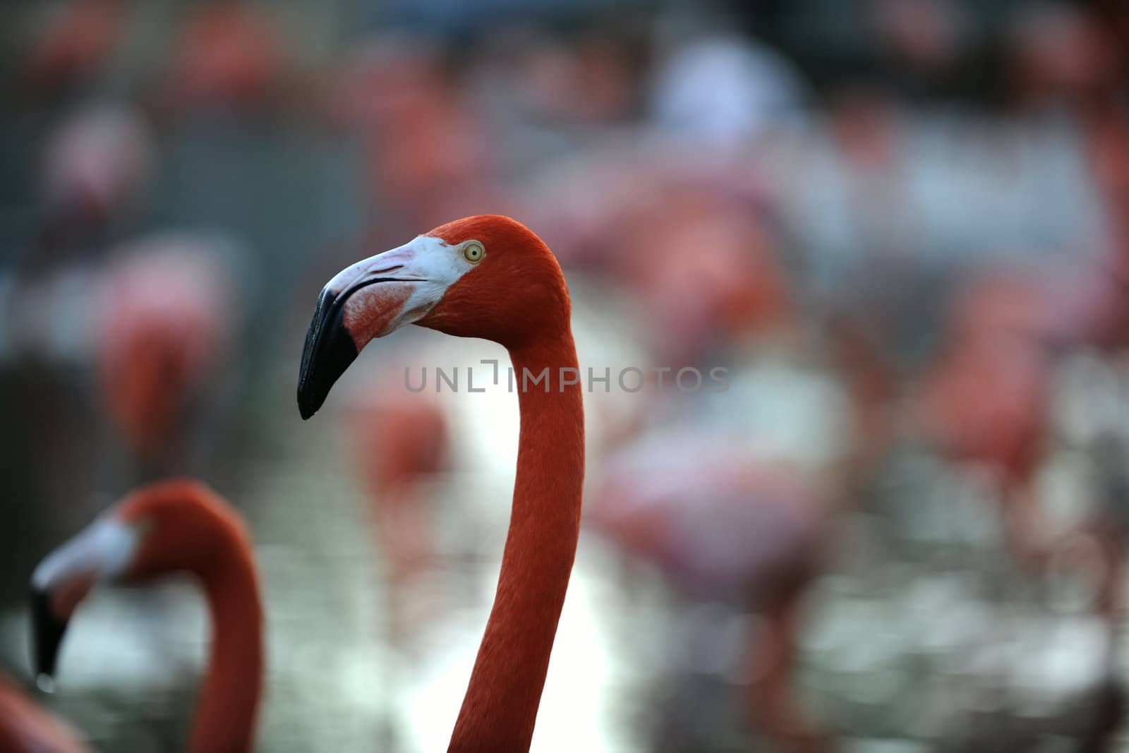 A portrait of a pink flamingo on a motley background in twilight.